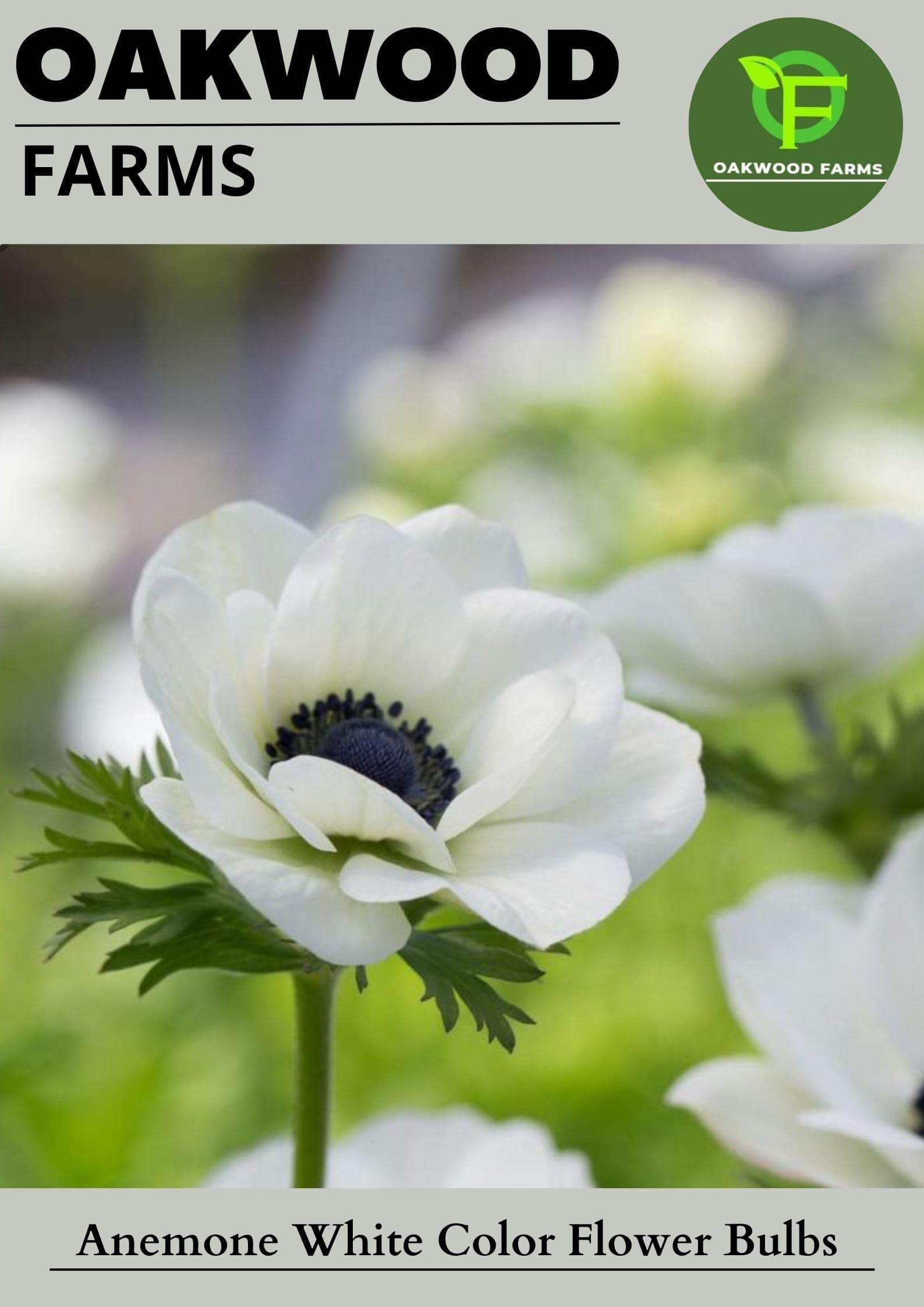 Oakwood Farms® Imported Anemone White Color Flower Bulbs For Gardening (Pack Of 6 Bulbs)
