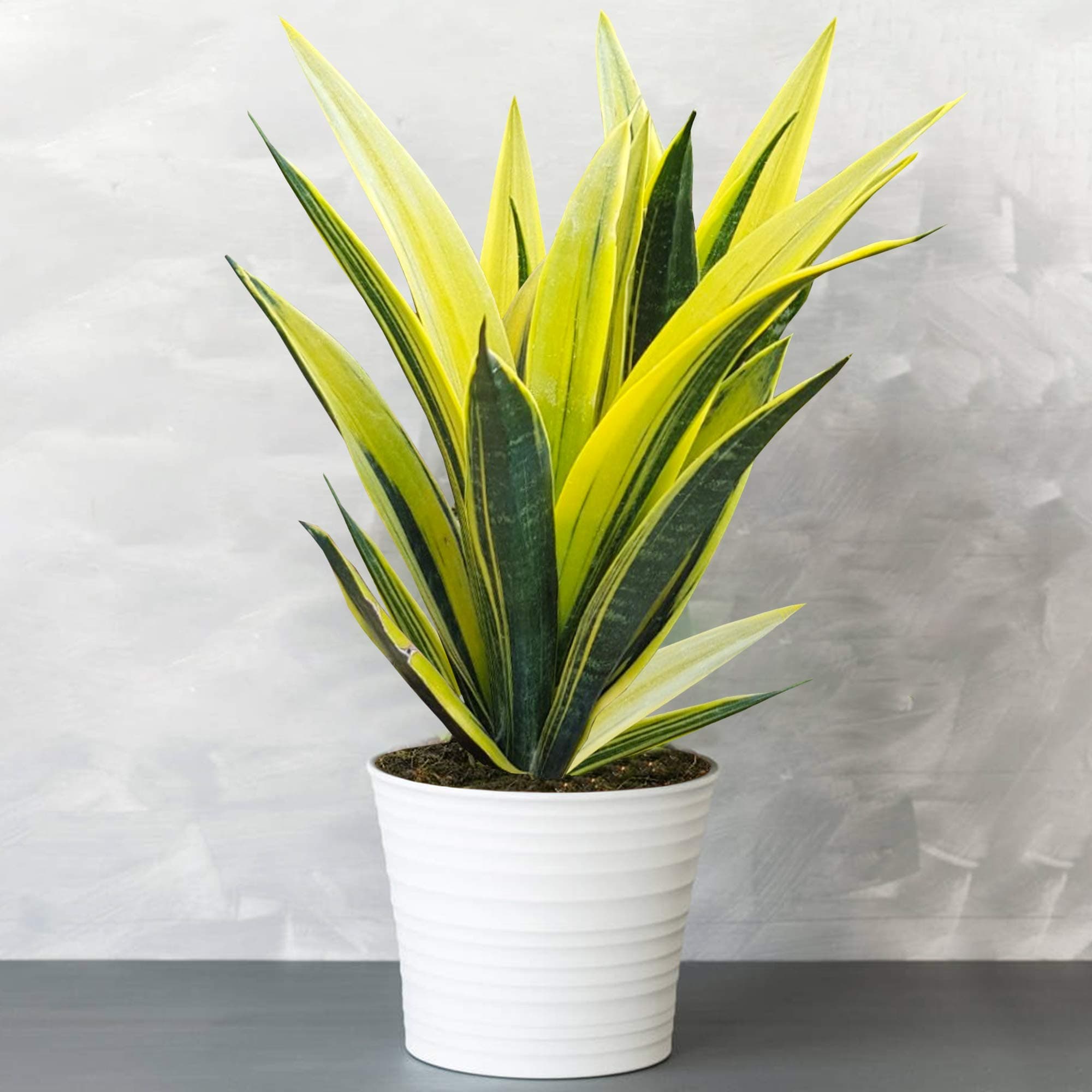 Sansevieria Golden Flame - Snake Plant | Best Indoor Plants | 30-40cm with Pot