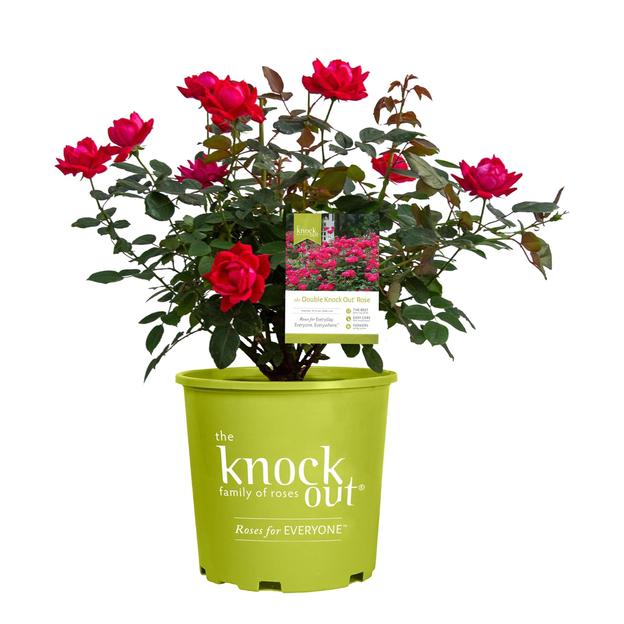 Knockout ' Double Rose, 1 Gallon, Cherry Red