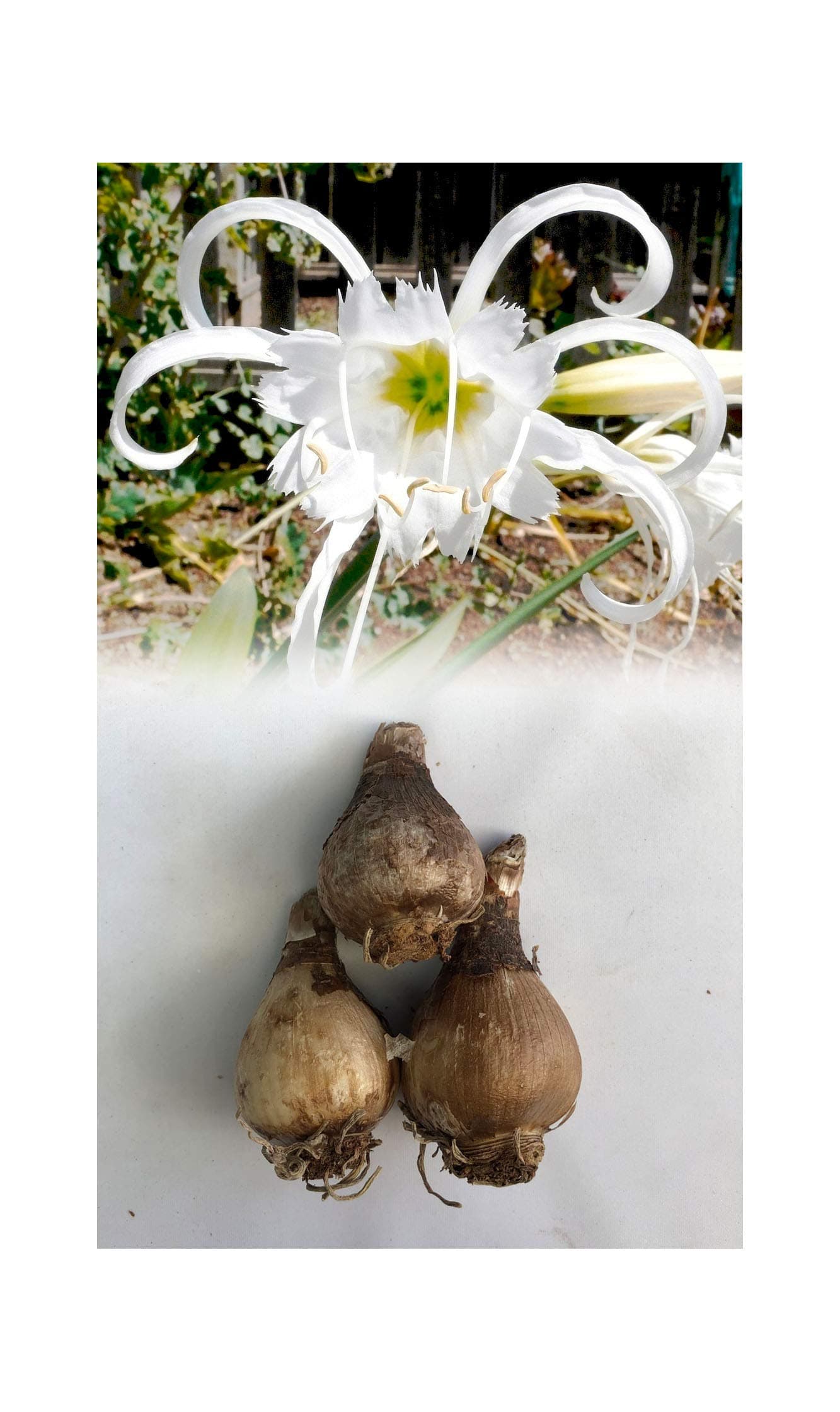 GARTHWAITE NURSERIES® : - UK Stockist : - 3 Hymenocallis Festalis Bulbs (Peruvian Daffodil) Garden Summer Perennial