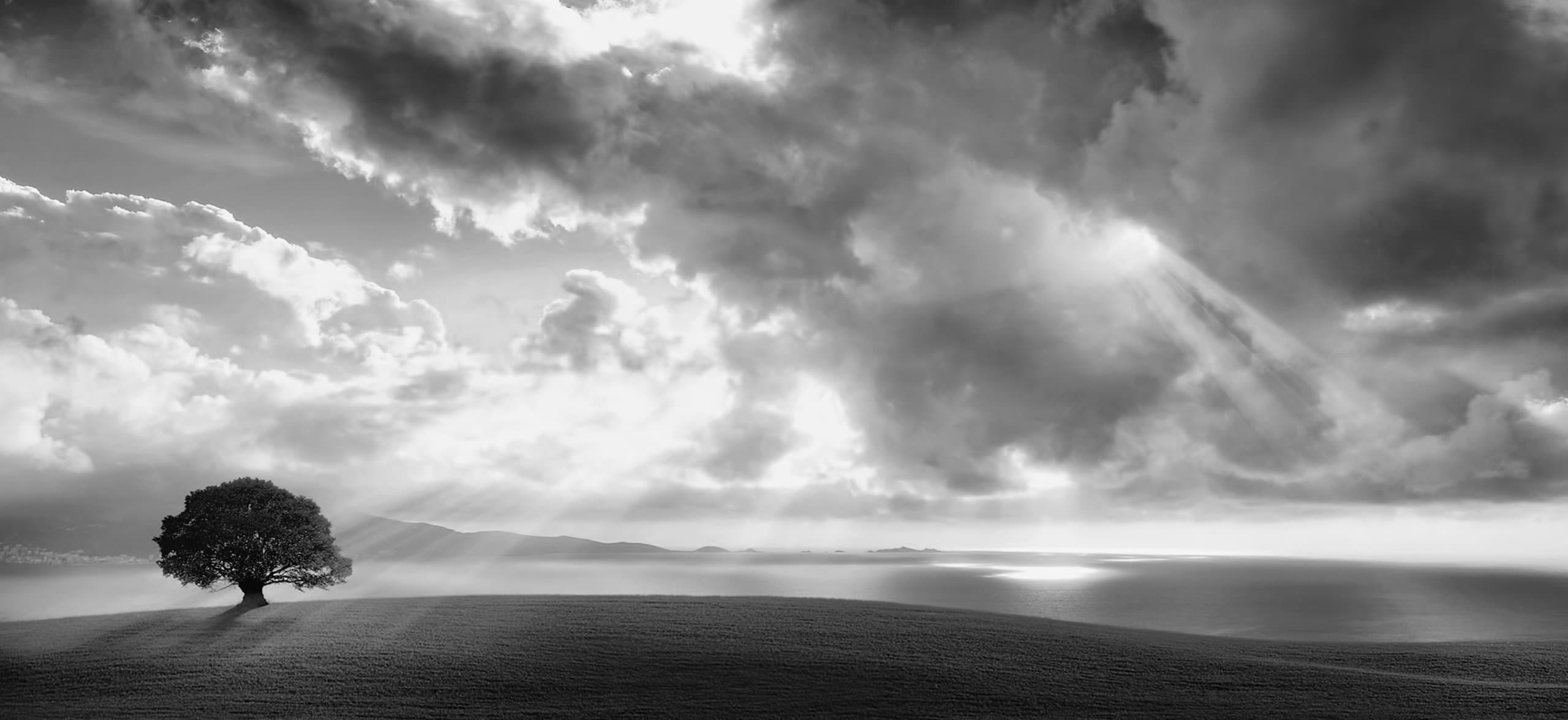 LARGE SCENIC CANVAS ART LONELY TREE BLACK AND WHITE 44 x 20 INCHES mounted and ready to hang