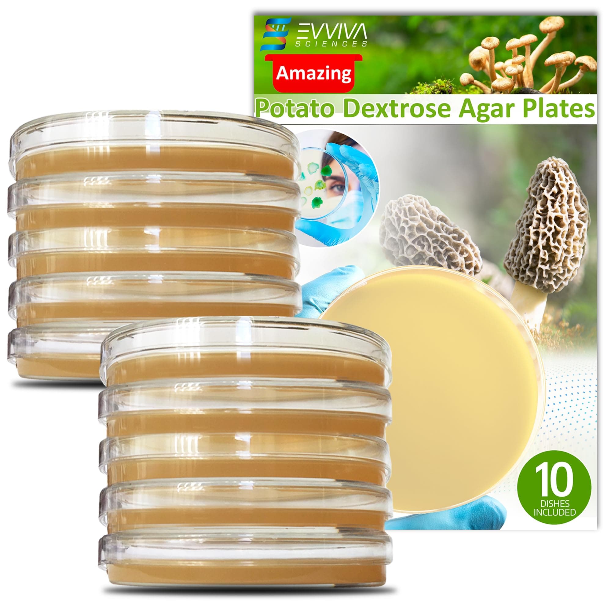 Evviva Sciences Potato Dextrose Agar Petri Dishes - Prepoured Potato Dextrose Agar (PDA) - for Mushrooms, Home Test Kit, or for Science Fair Projects, Petri Dishes with Agar