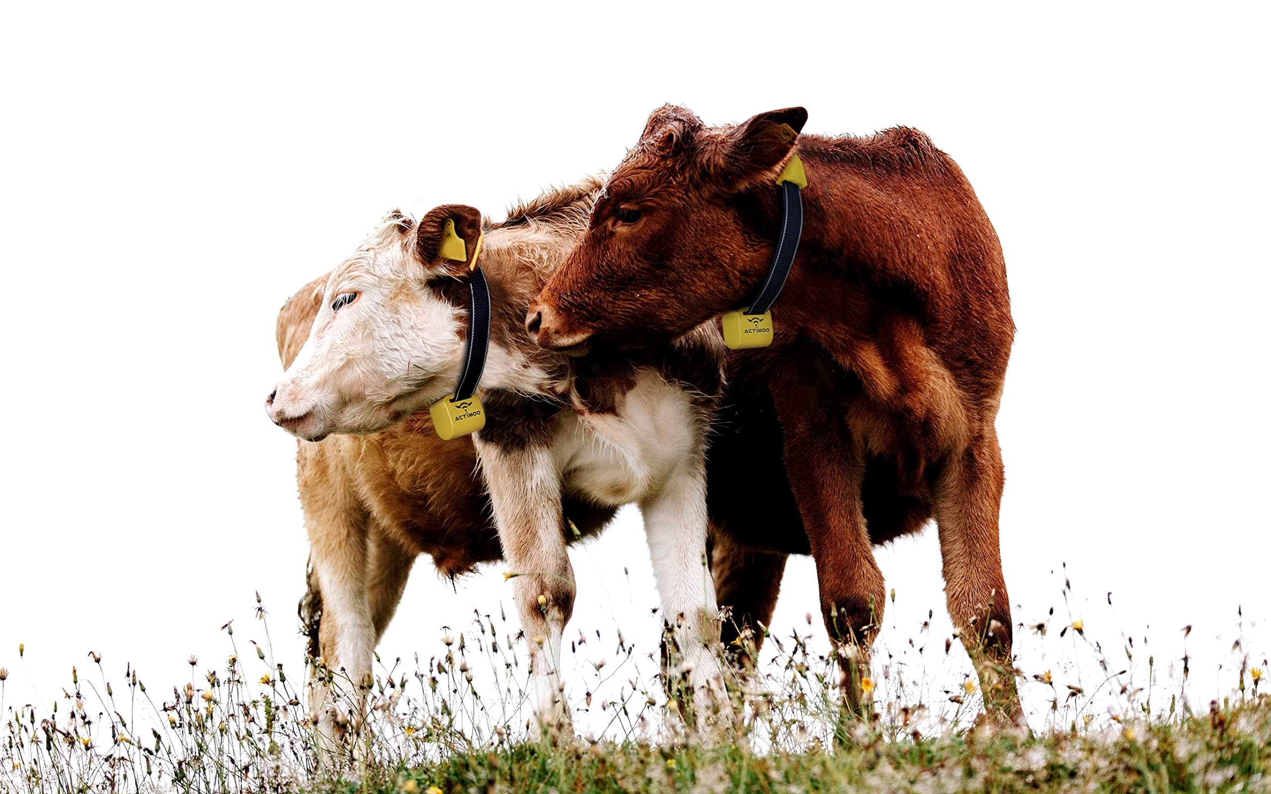 Activity Meter for Heat Detection System – Adjustable and Durable Neck Belt, Easy Configuration, 7/24 Monitoring – Estrus Heat Detector for Heifers and Cows (Does not Work Alone)