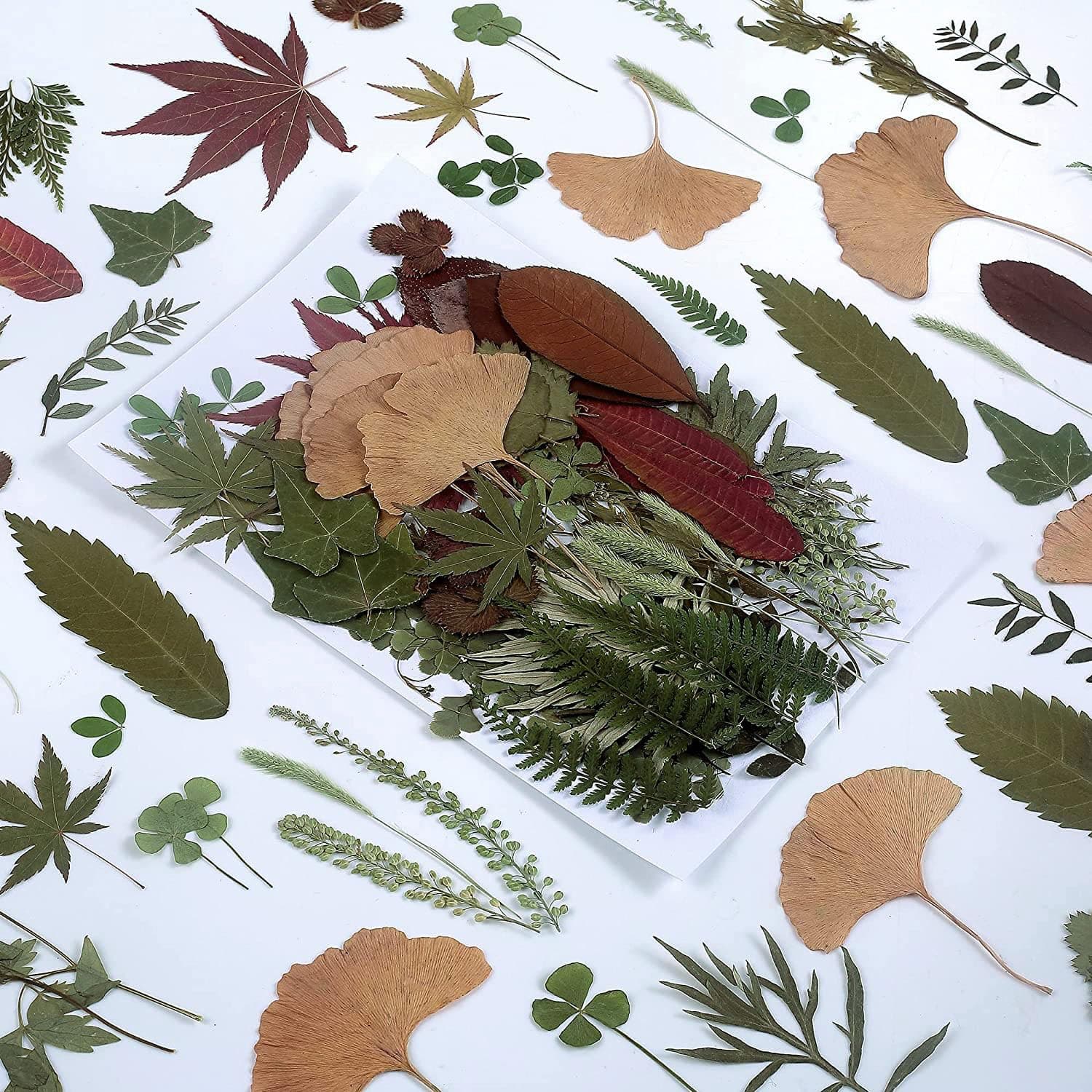 100個 本物の乾燥した緑の葉 天然植物 ハーバリウム DIY 樹脂型 ジュエリー作成 クラフト用 (20スタイル)