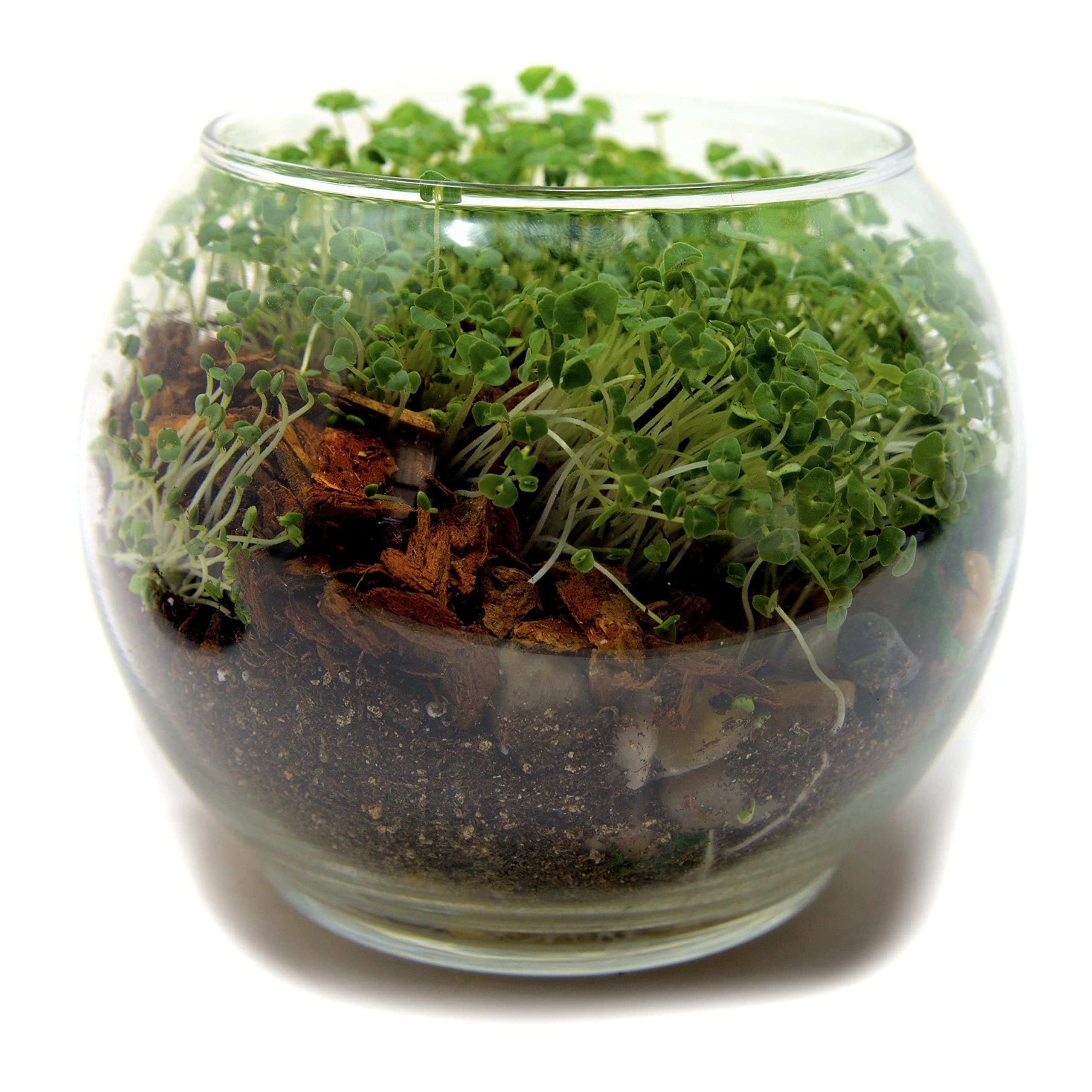 Easy Grow Complete Fairy Garden kit - Includes All Supplies for Making A Enchanted and Magical Garden - Great Indoor Garden - Made in USA