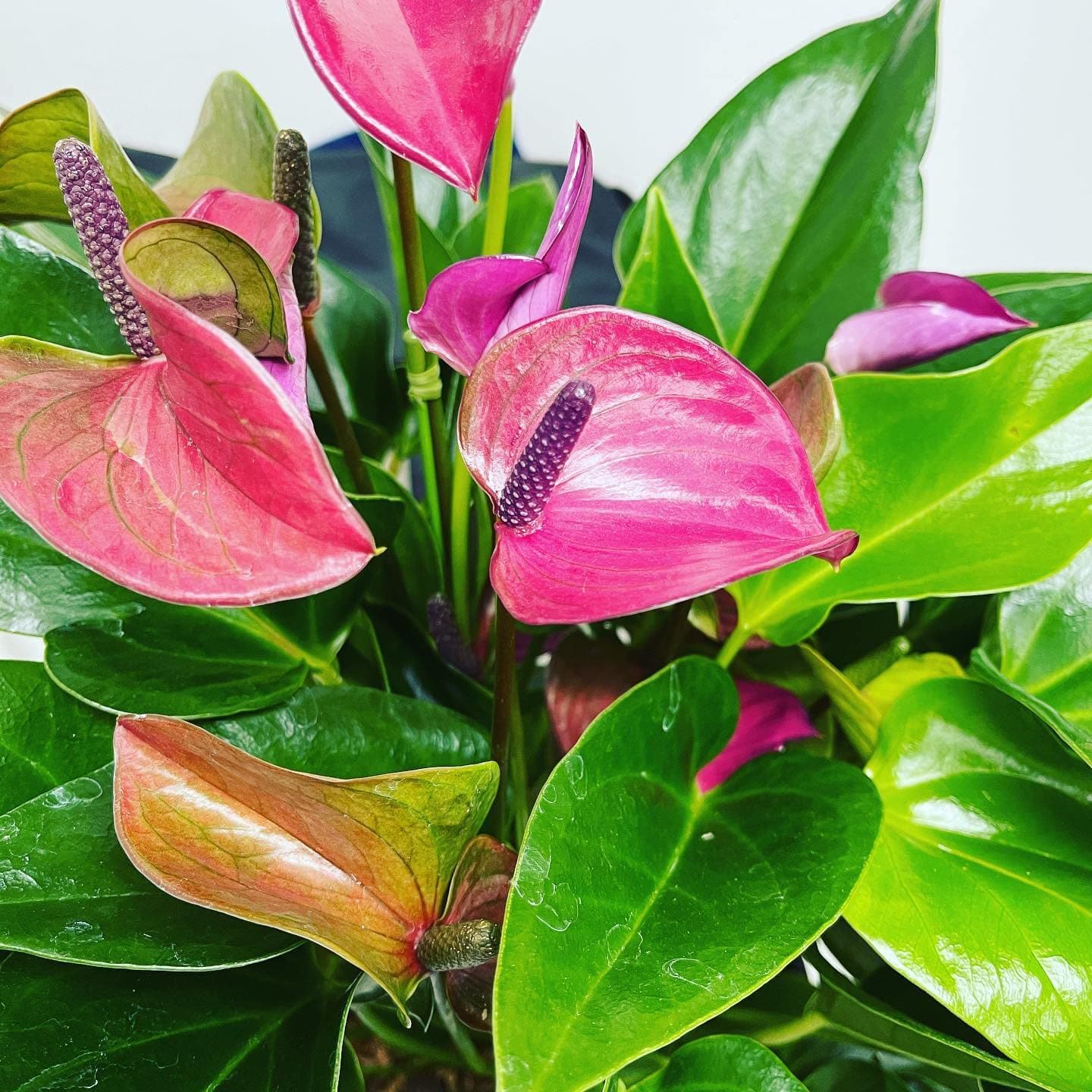 littlejungle little jungle anthurium purple
