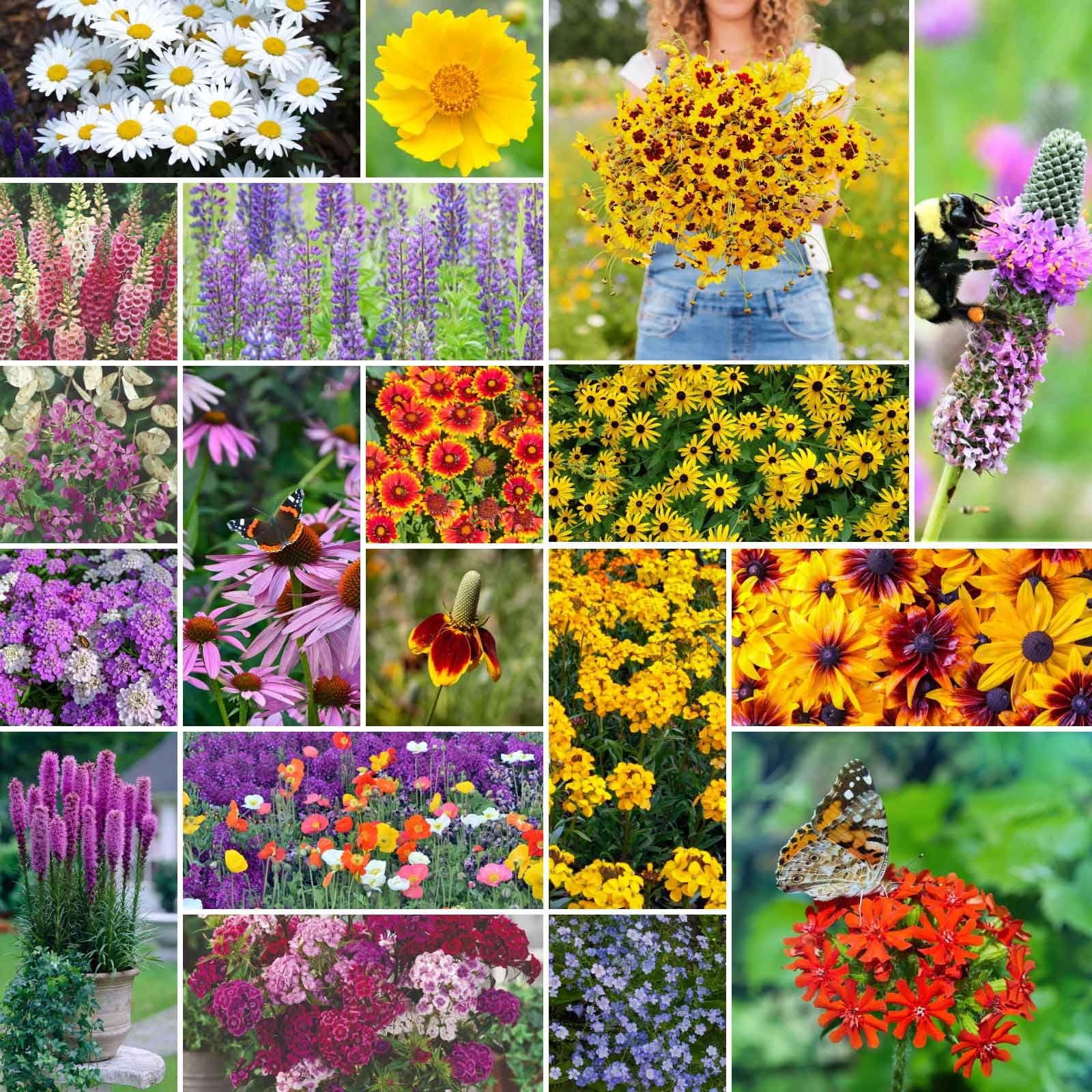 Eden Brothers All Perennial Wildflower Mixed Seeds for Planting, 5 lb, 2,400,000+ Seeds with Lupine, Shasta Daisy| Attracts Pollinators, Plant in Spring or Fall, Zones 3, 4, 5, 6, 7, 8, 9, 10
