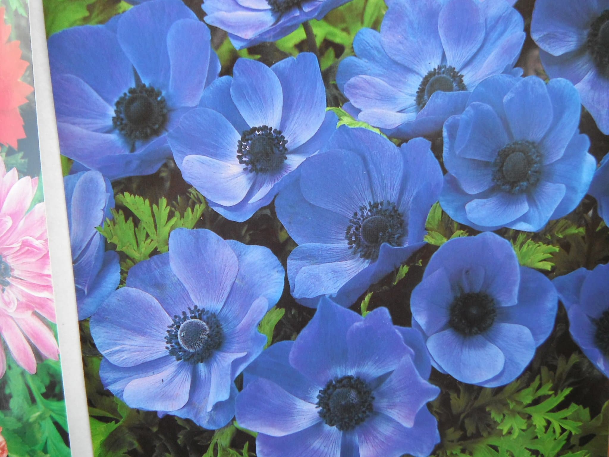 10 BLUE ANEMONE MR FOKKER CORMS BULBS FOR BORDER PATIO ROCKERY GARDEN PERENNIAL PLANT