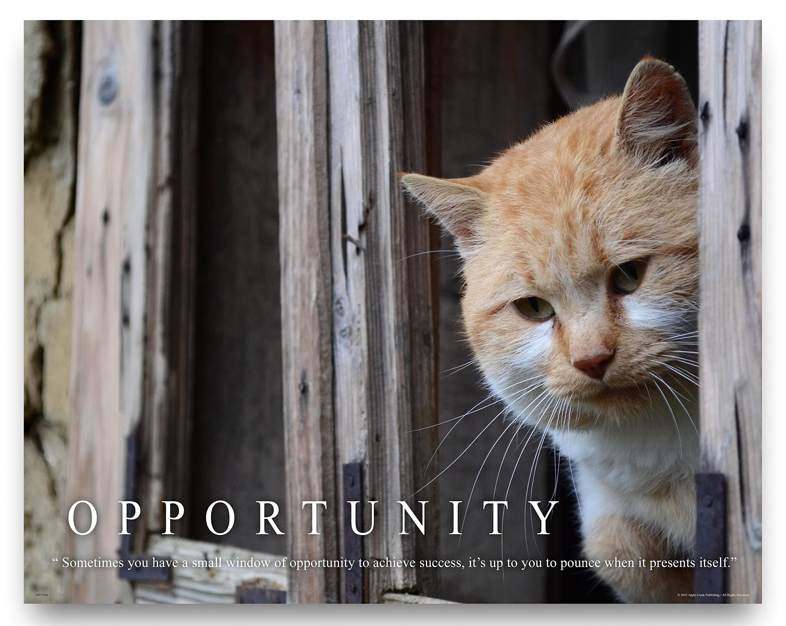 Cat Motivational Poster Art Print 11x14 Kitten Toys Collar Wall Decor Pictures