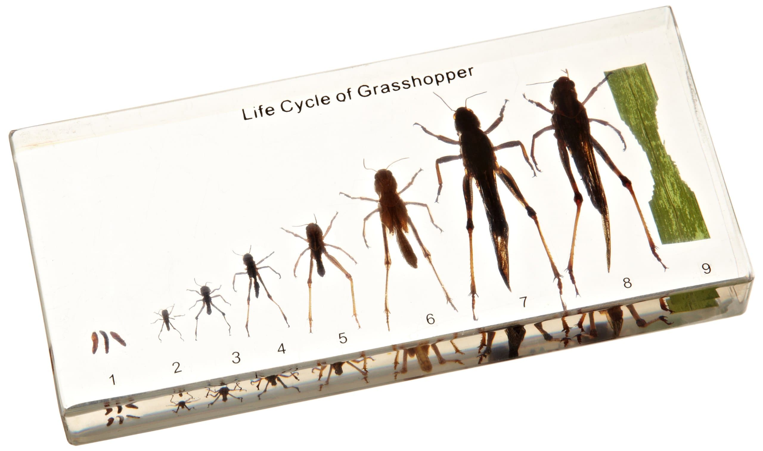 NatureBlocks Acrylic Block Life Cycle Display: Grasshopper