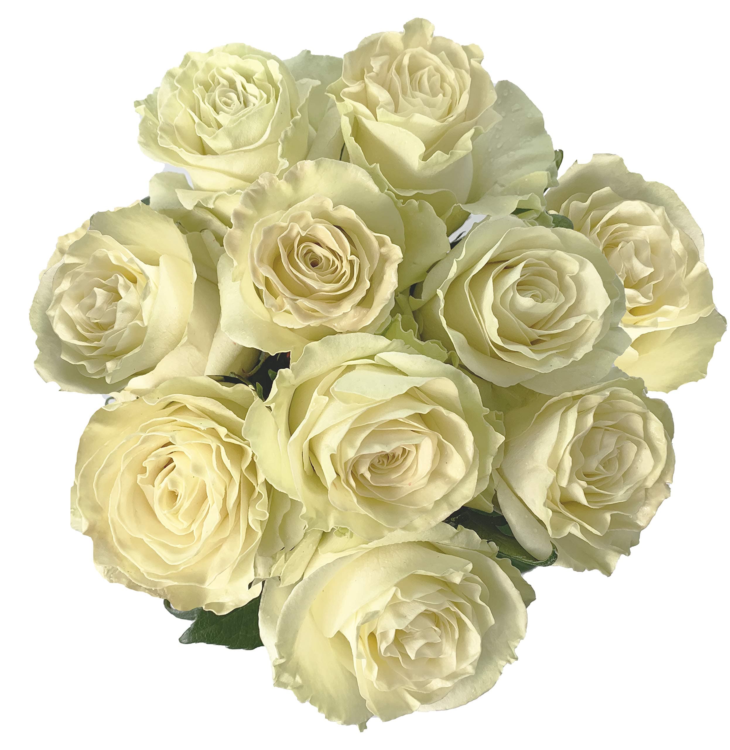 Farm Direct 125 Premium Fresh White Roses | Fresh Flower Delivery - 50cm (200" long) - Natural Flowers