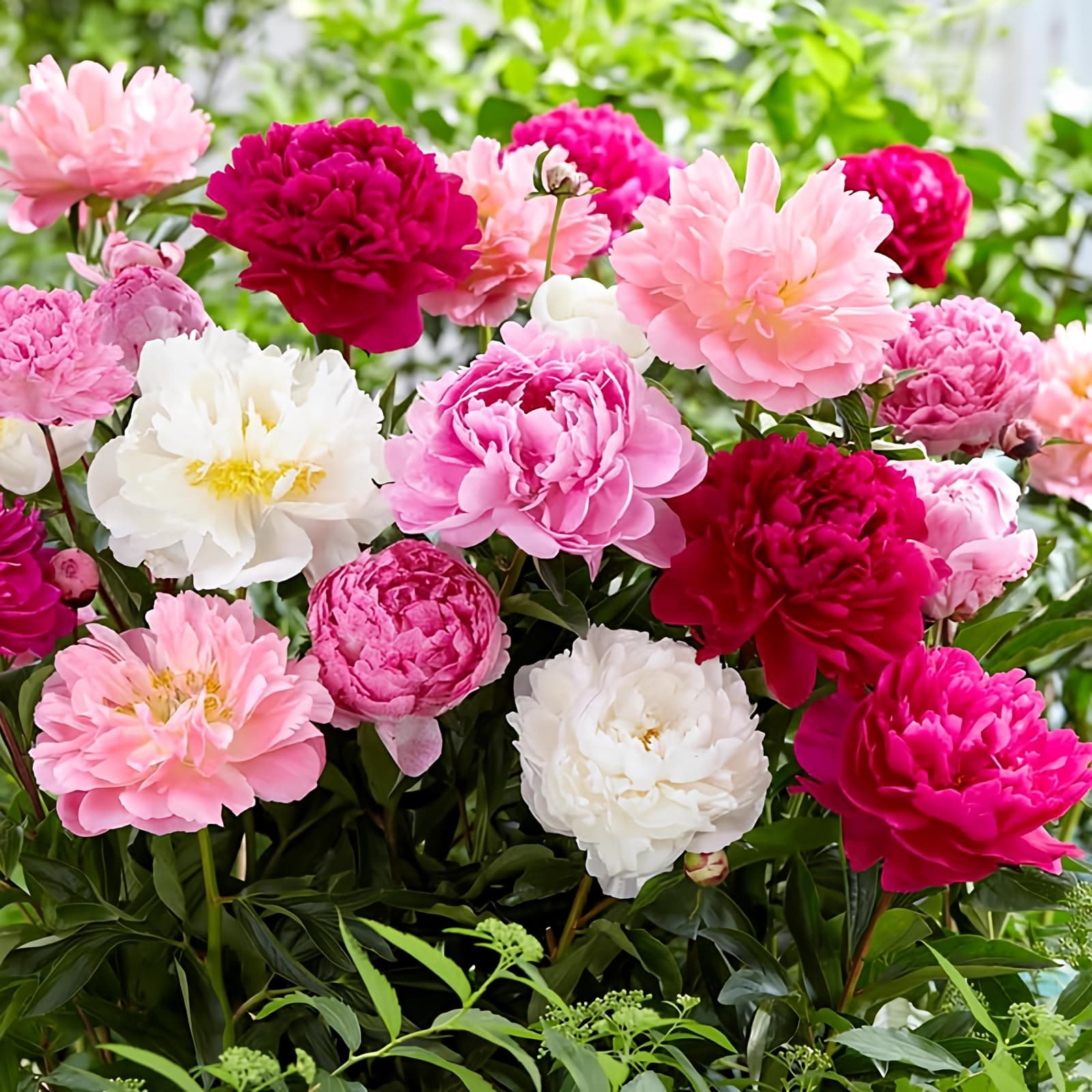 Mixed Peony Seeds for Planting - 100 Peony Seeds Non-GMO Heirloom Seeds - Attracts Butterflies Pollinators