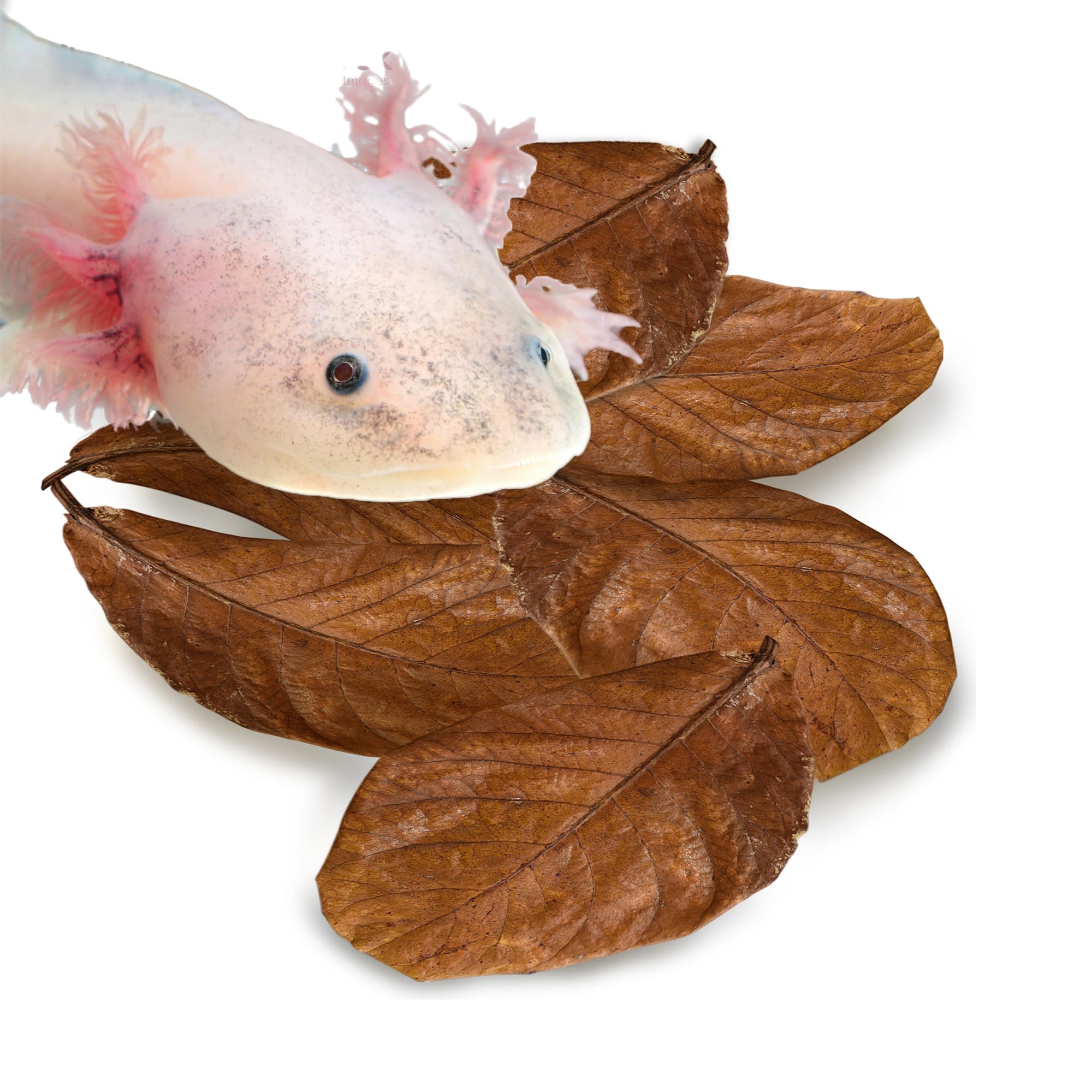 SunGrow 10 Pack Axolotl Indian Almond Leaves for Aquarium, 5-Inches, Catappa Leaf Soothes Pet’s Slime Skin, Aquarium Water Conditioner Leaves Improves Tank Water Quality, Speeds Up Recovery Process