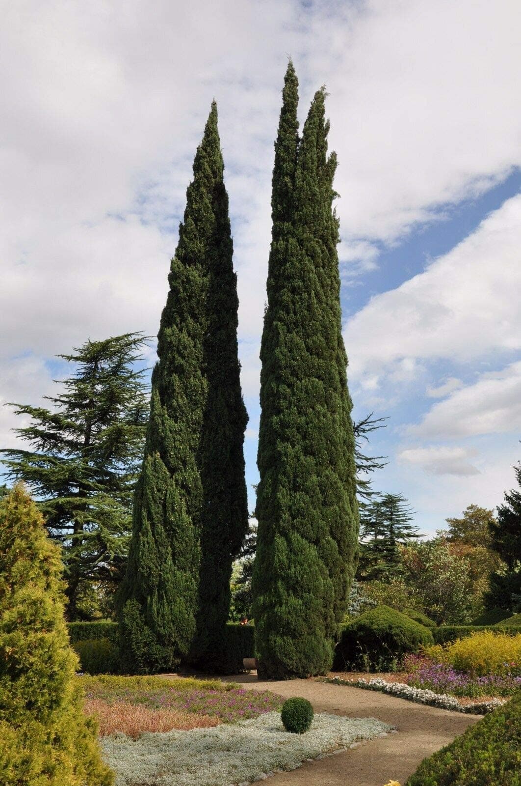 Hot Sale!!! Beautiful Evergreen trees Cypress Seeds, Parks/Roads/ garden Green plant seed - 50pcs