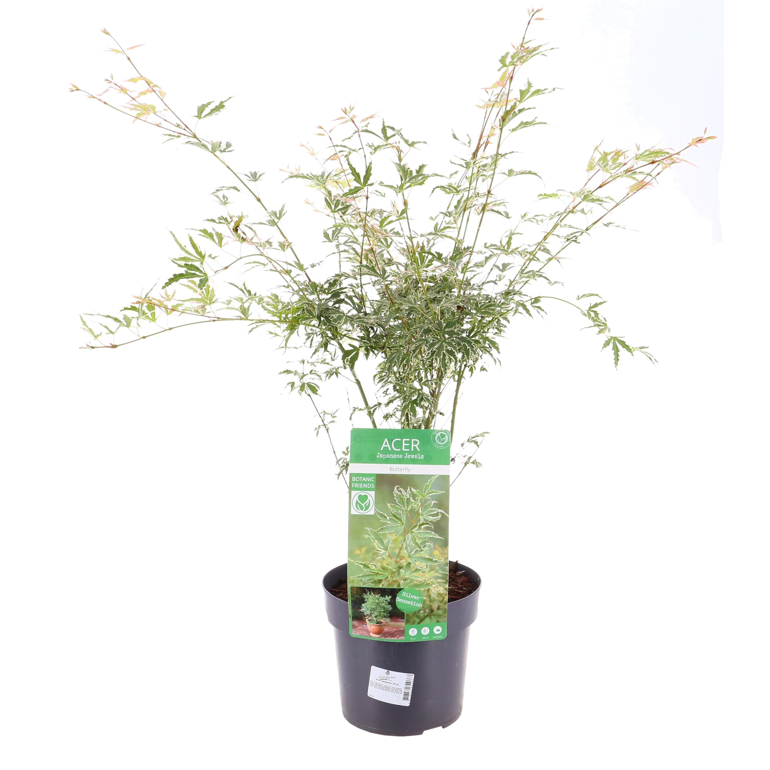 'Butterfly' Acer Palmatum - Japanese Maple - 19cm Pot (Live Plants)