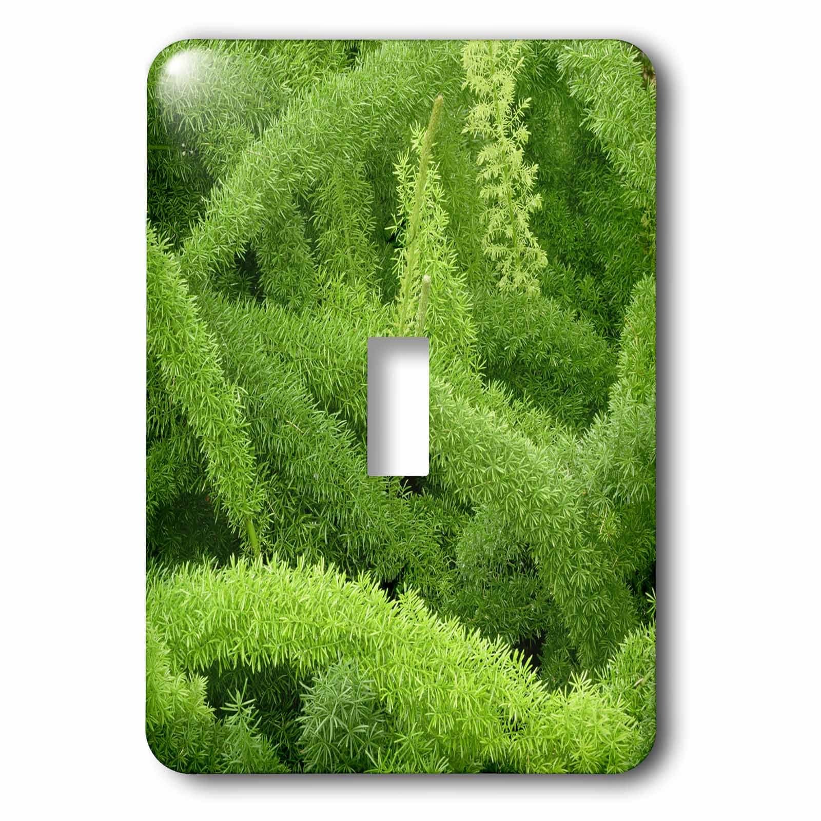 3dRose lsp_83276_1 Foxtail Fern, Asparagus Densiflorus Myers Na01 Aje0125 Adam Jones Single Toggle Switch