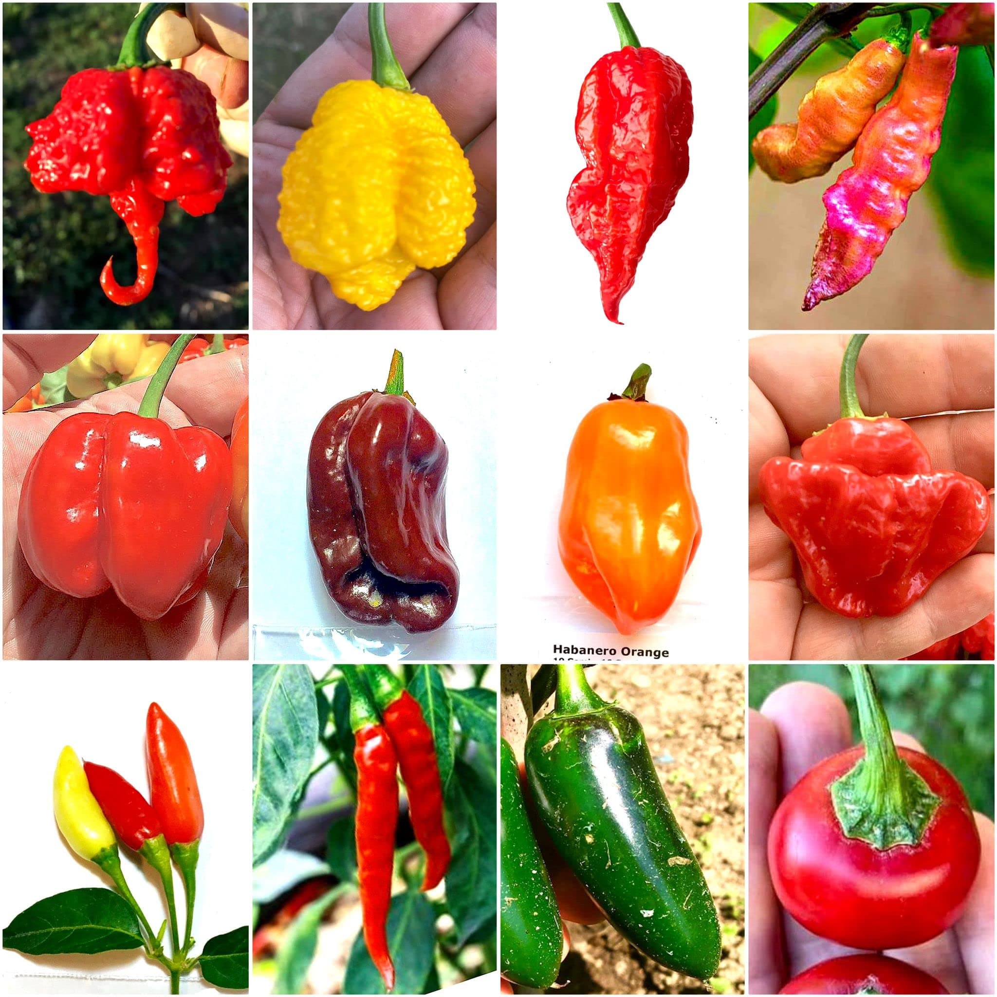 120 Chili Pepper Seeds in 12 Varieties of The Worlds Hottest and Tasty, Classic Collection + Guide: Carolina Reaper, Scorpion, Ghost, Pink Tiger, Habanero, Tabasco, Cayenne, Jalapeno, CALABRIAN