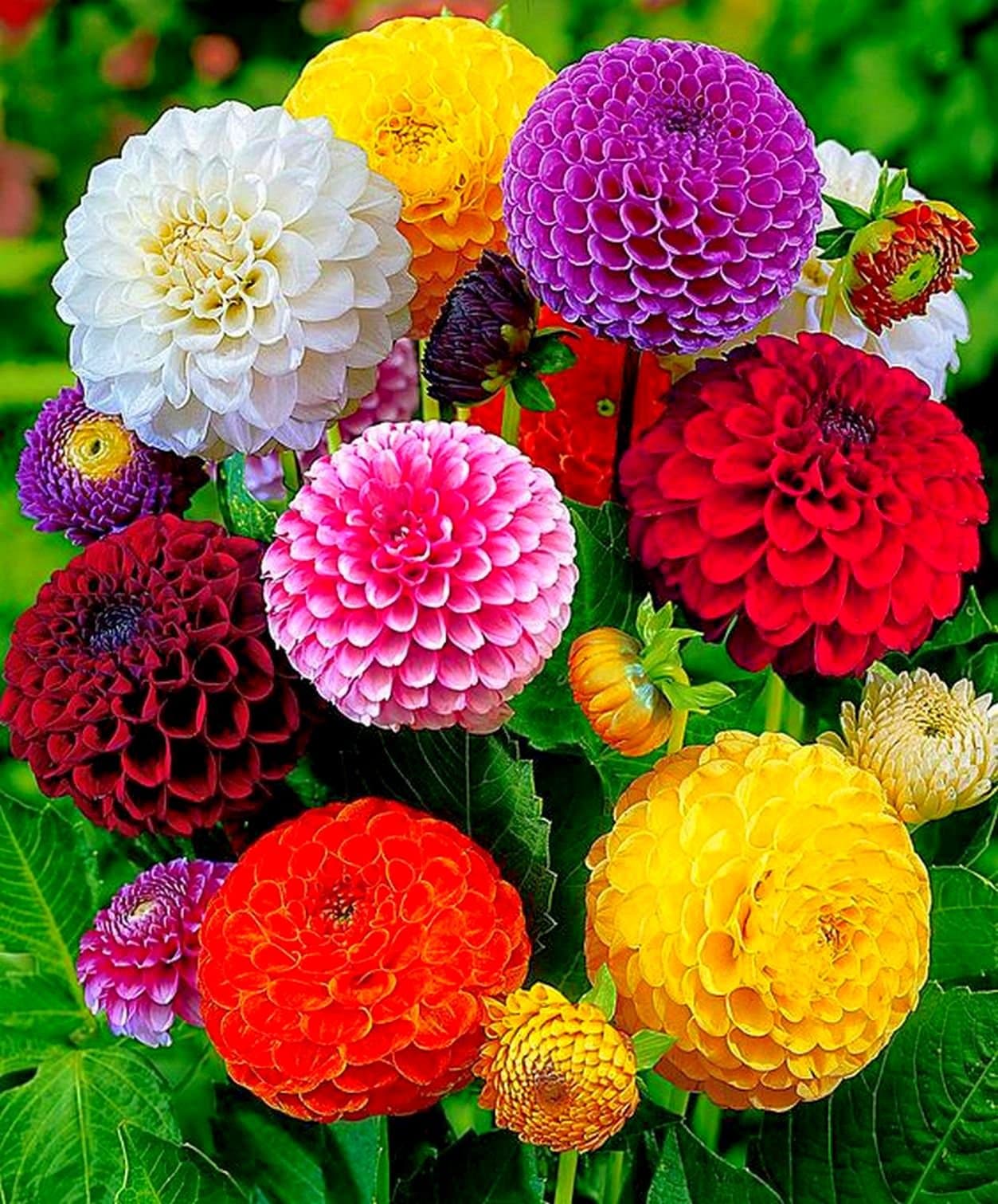 Seeds Dahlia Pompon Mix Annual Beautiful Flower Non GMO