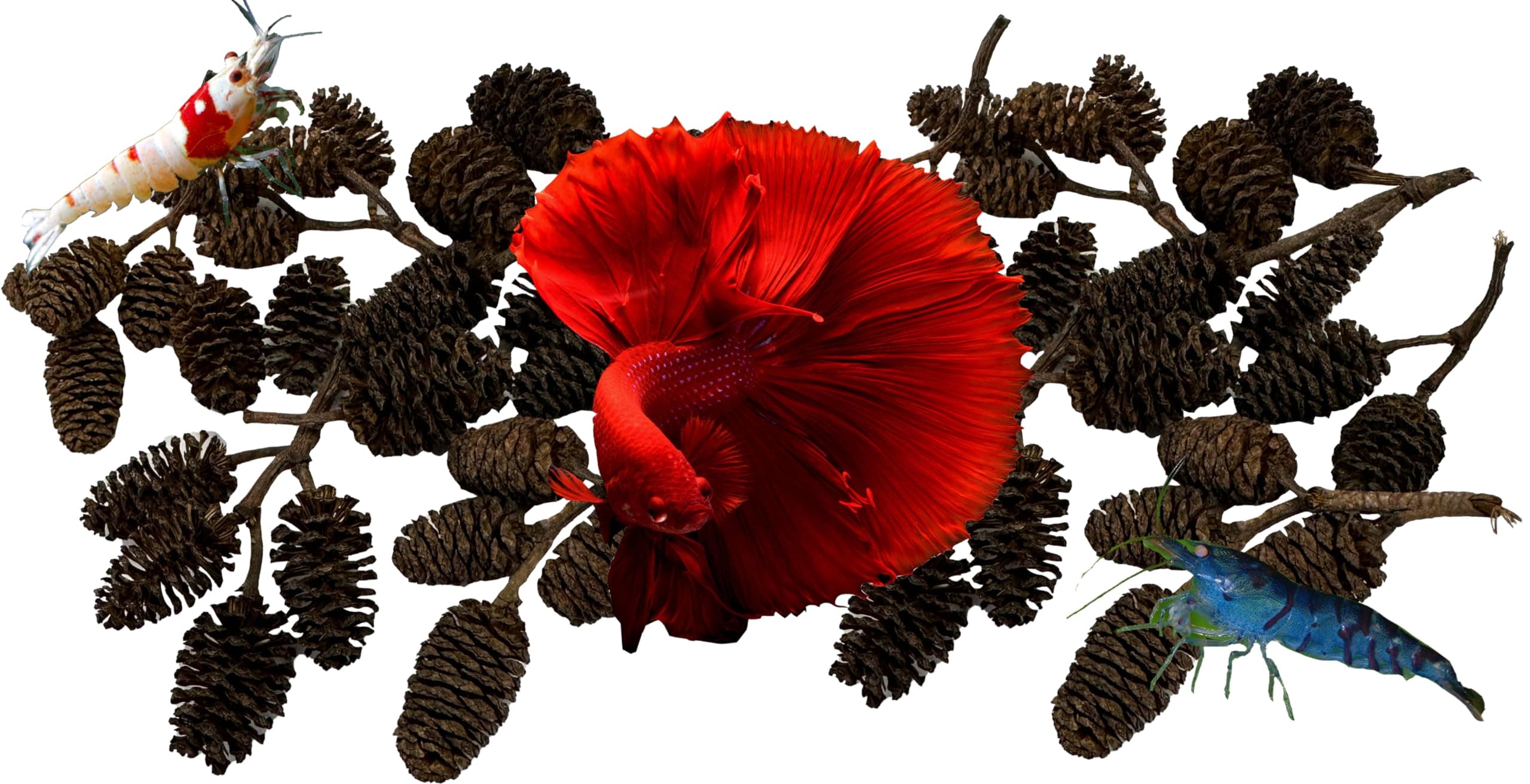 Awesome Aquatic Alder Cones 50 pk Betta/Shrimp Tank Promotes Natural Habitat, Breeding, Tannin Producing Improves Immunity, Easy to Use