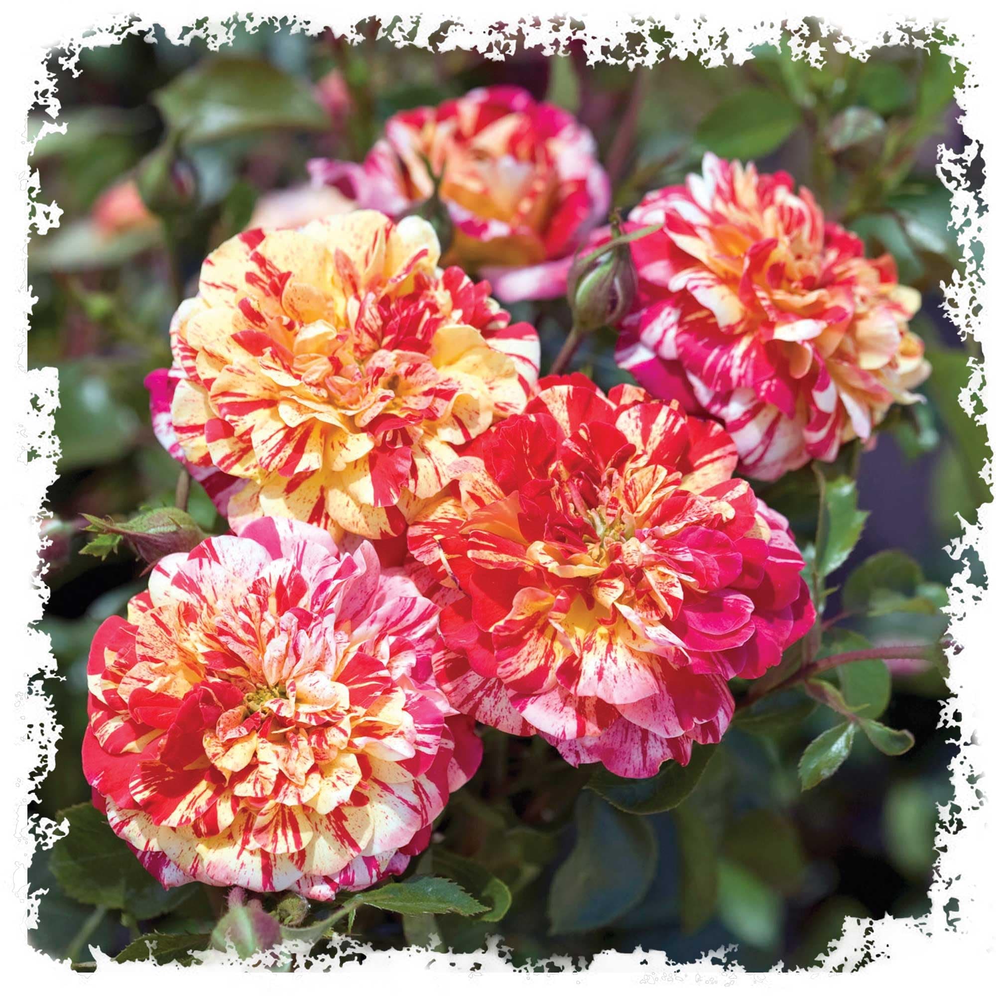 All American Magic Rose Live Plant, Reblooming Fragrant Red White Striped Flowers, Own Root 1.5 Gallon Potted, Stargazer Perennials