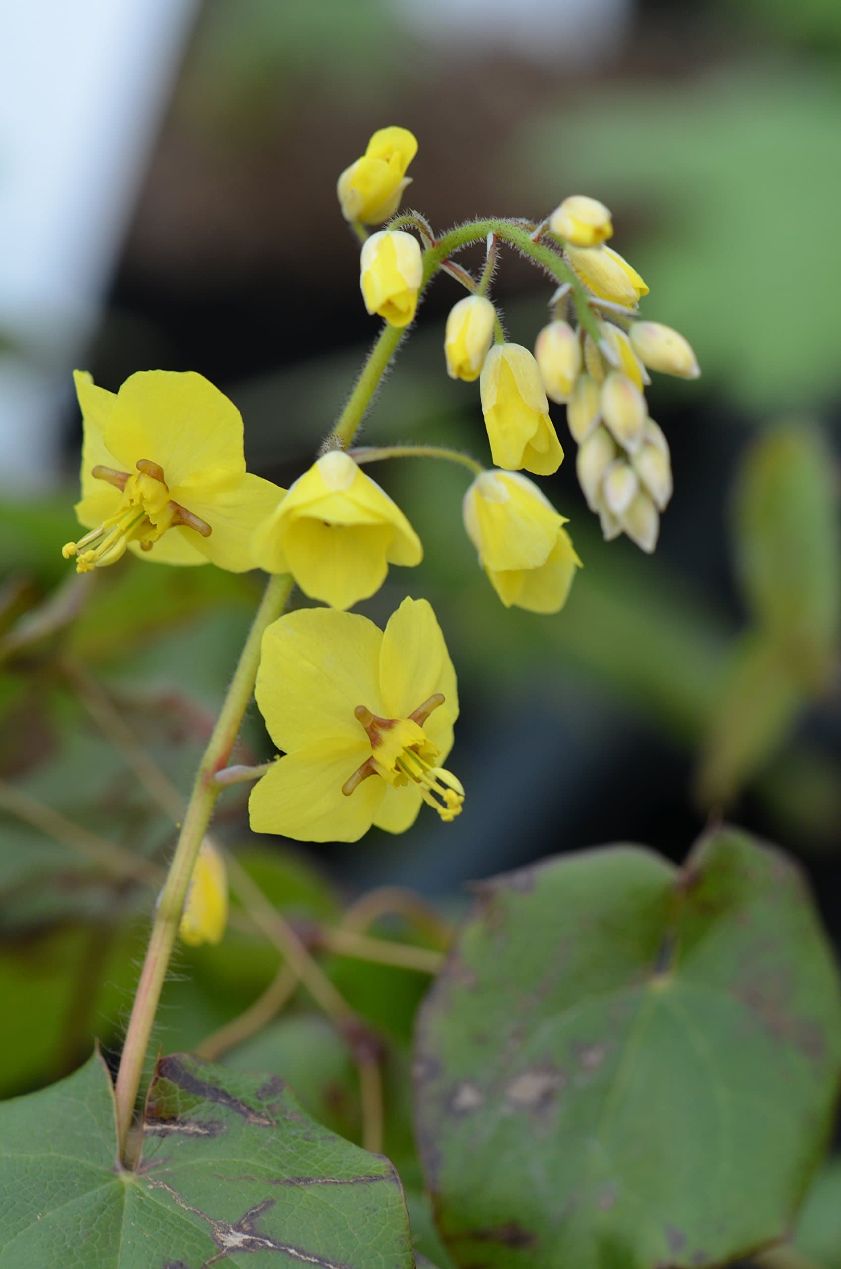 Epimedium grandiflorum Perennial