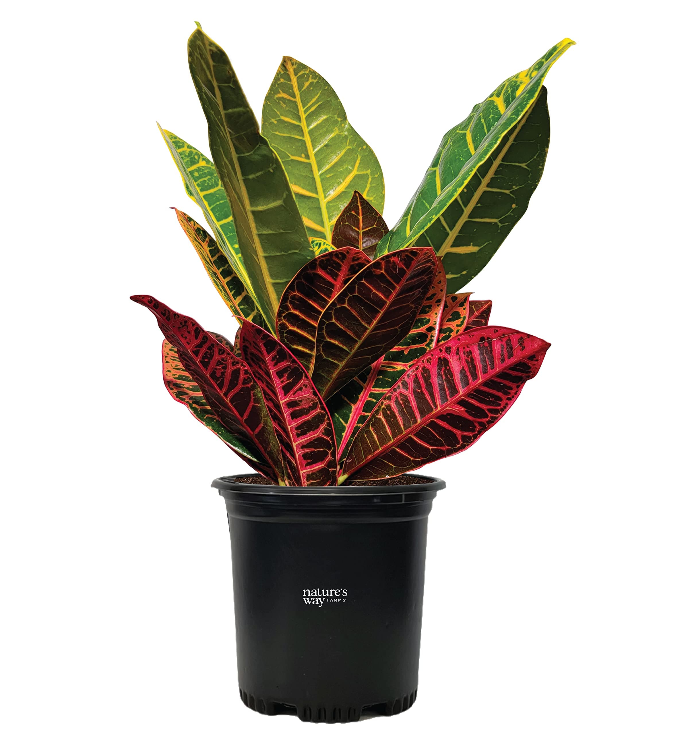 Nature’s Way Farms Croton Petra Live Plant (18-24 in. Tall) in Growers Pot