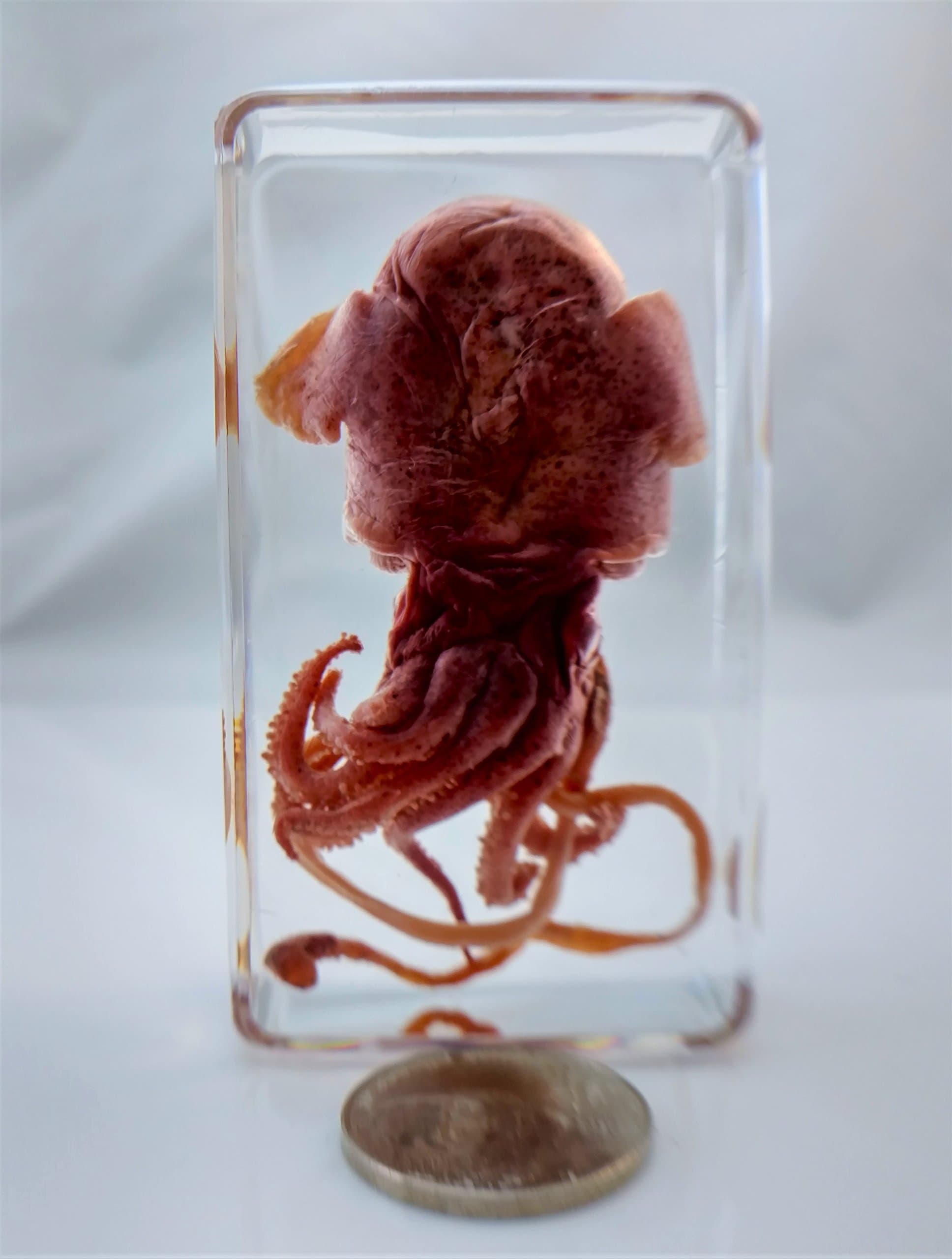 Real Squid Specimen in Lucite Resin