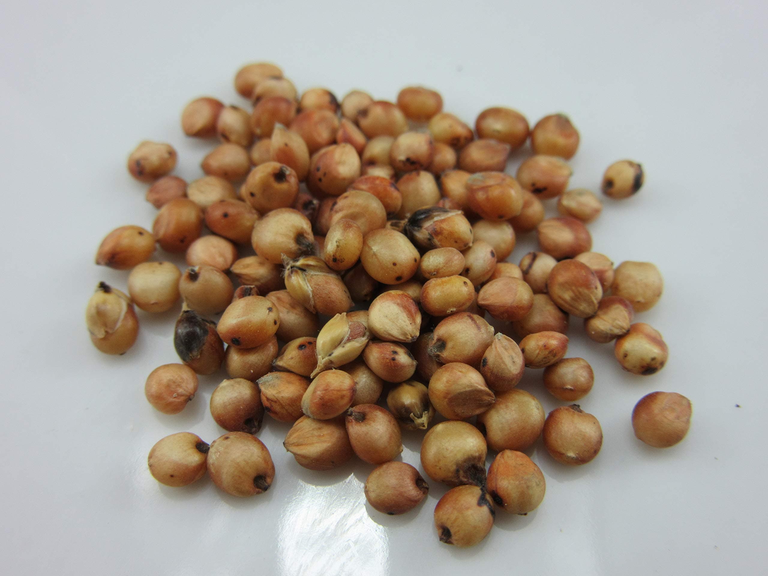 1099-Sugarcane, World's Tallest (Saccharum officinarum) Seeds by Robsrareandgiantseeds UPC0764425786917 Non-GMO,Organic,Bonsai, 1099 Package of 45 Seeds