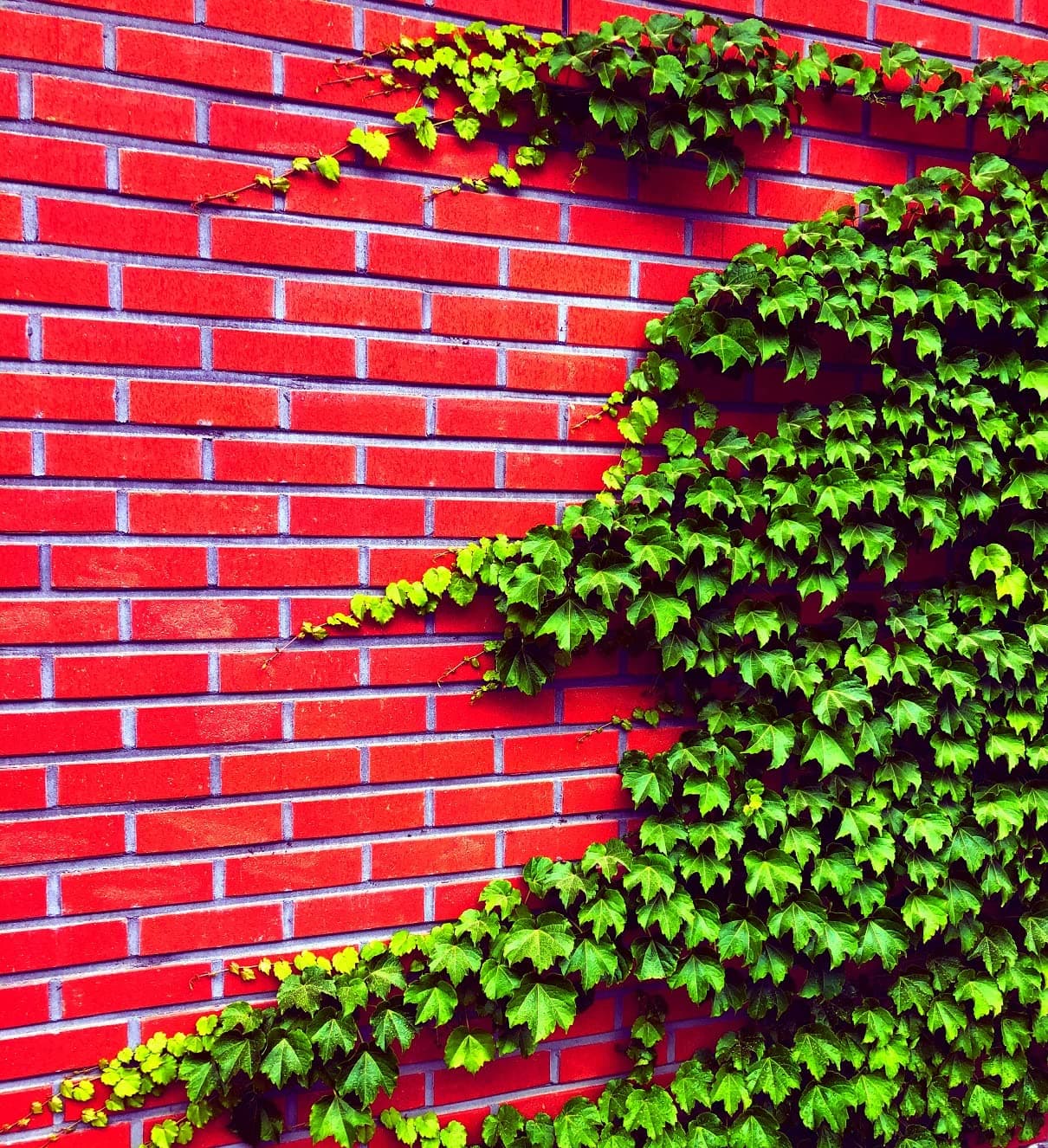 Boston Ivy Vine Seeds â 50 Easy-to-Grow Seeds for Lush Garden Coverage and Privacy - Decorative Climbing Vines for Gardens, Fences, Pergolas, and Walls