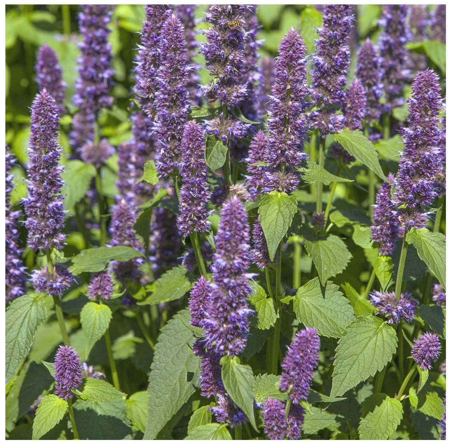 Anise Hyssop 600 Seeds (Agastache foeniculum) Non GMO – Open Pollinated - Heirloom – Perennial