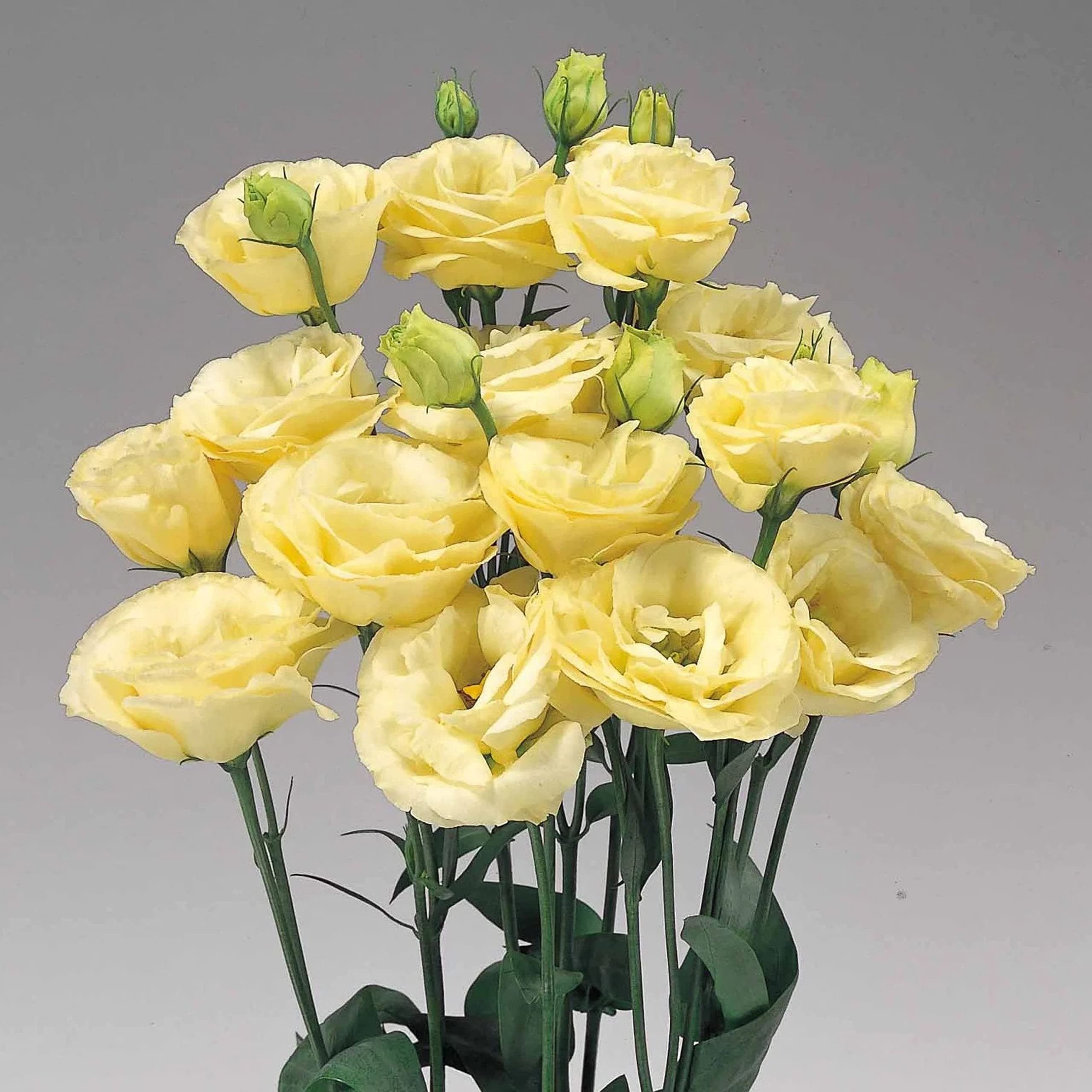 Live Green Lisianthus Yellow Flower Seeds - Variety Echo Yellow Imported Seeds for Home Gardening - Pack of 50 Seeds