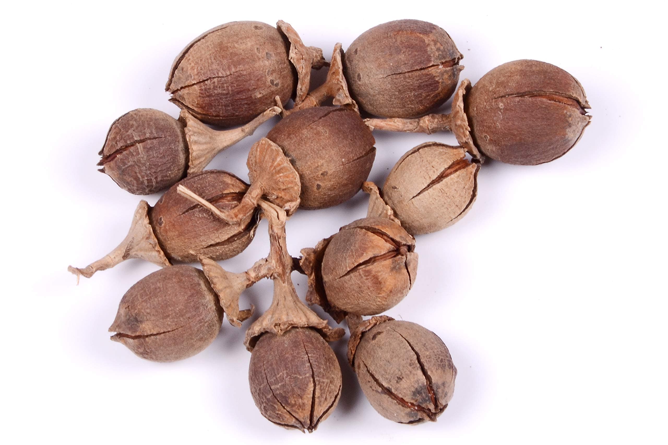 Pride of India trees seeds - Lagerstroemia speciosa seeds- Queen Crape Myrtle- Jarul seeds - 100 gm