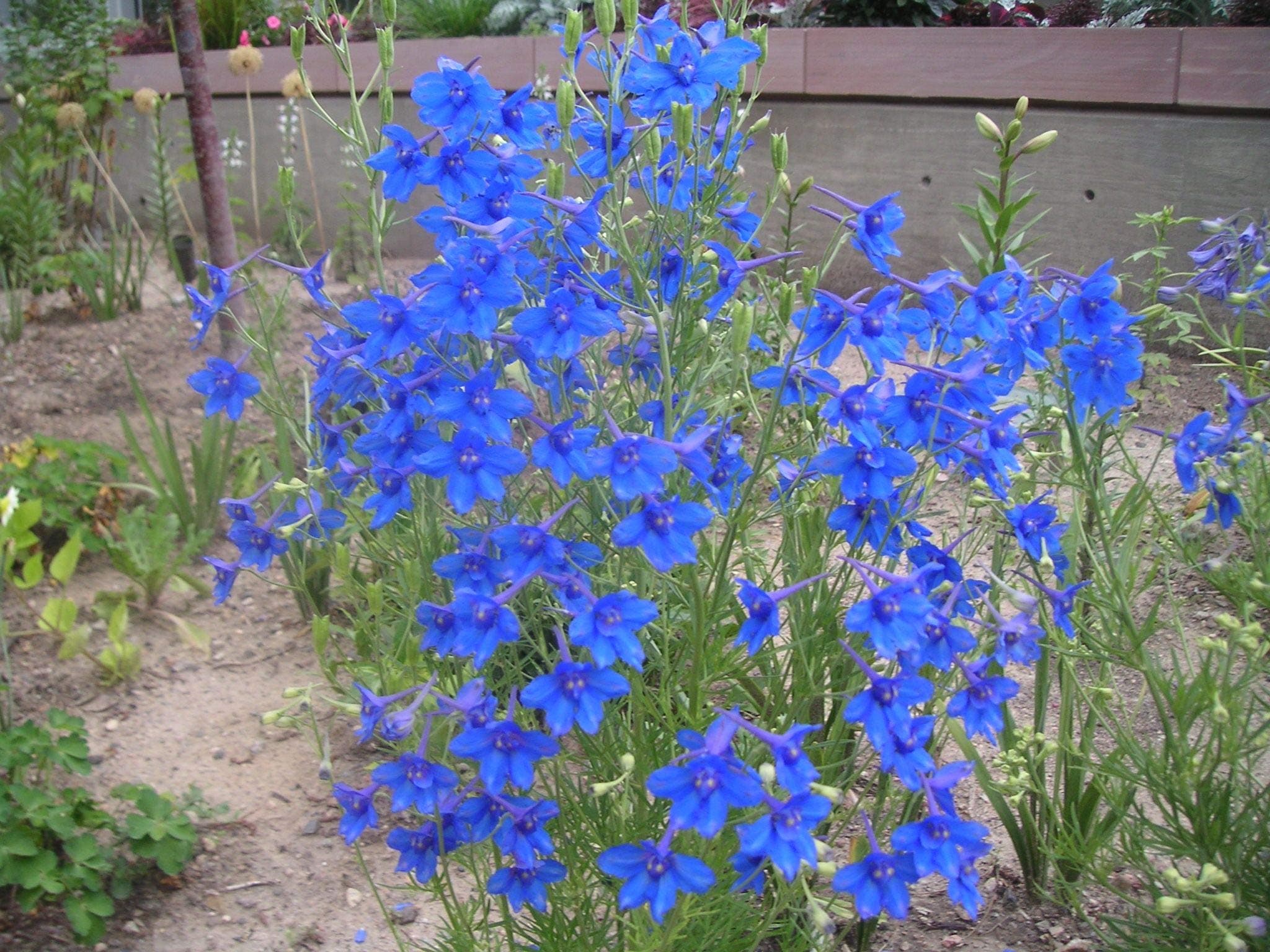 25 Delphinium Grandiflora Blue Butterfly Seeds - Vivid Blue Flowers - 25 Seeds