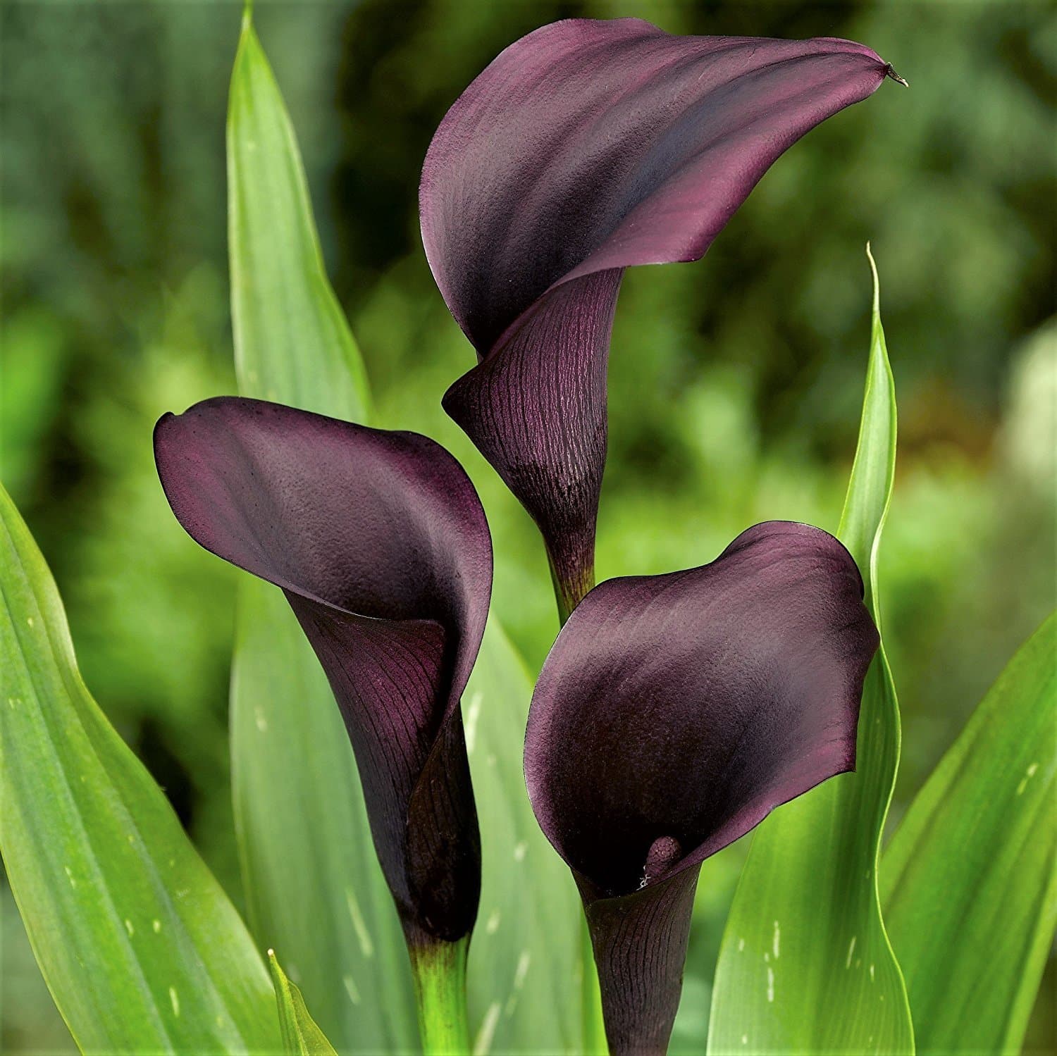 Black Calla Lily Odessa (3 BULBS - Not Just Seeds!) Zantedeschia Tubers - GORGEOUS!