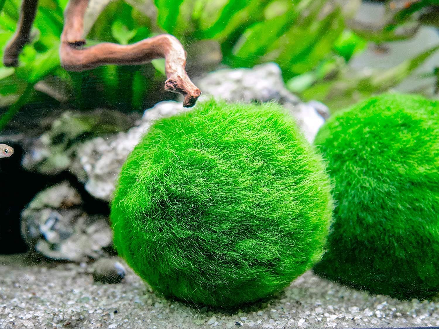 GOLDEN STAR Marimos Ball Variety Pack - Size 3CM Premium Marimo - The World's Simplest Living Aquarium Plant - Moss Balls Green Algae Aquatic Plant Aquarium Fish Shrimp Tank Ornament Decoration