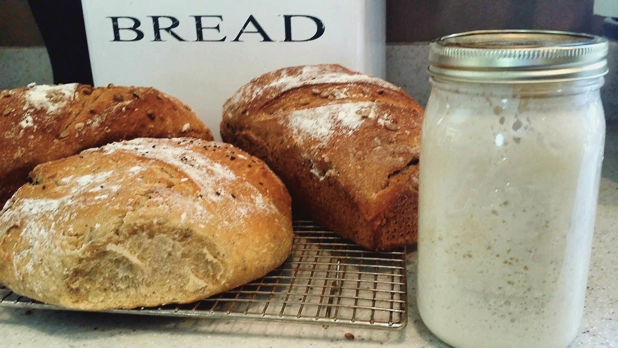Saratoga Jacks Sourdough Live Starter