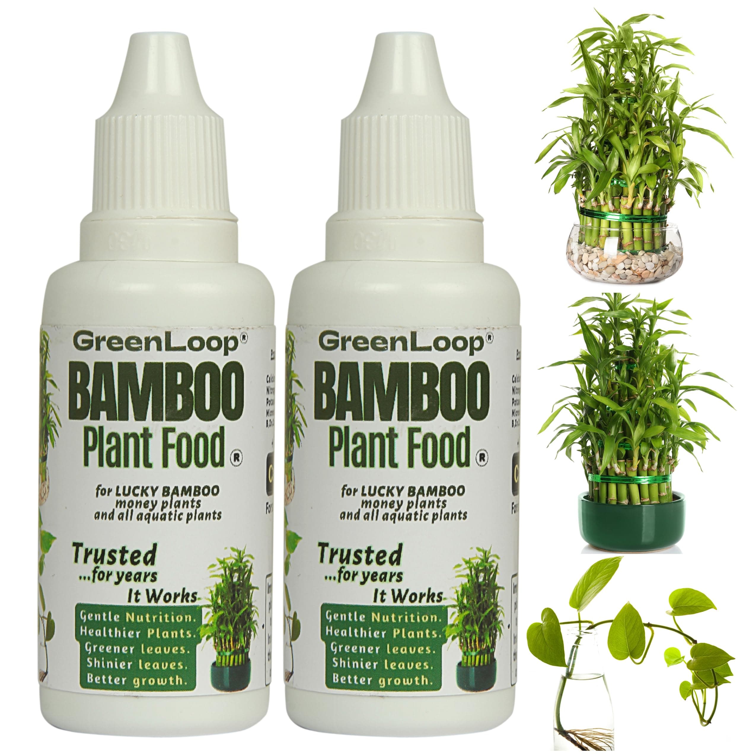 GreenLoop - Bamboo Plant Food (& for Money Plants) - Liquid Food for Aquatic Plants (in Water), Two Bottles, Each 30 ml.