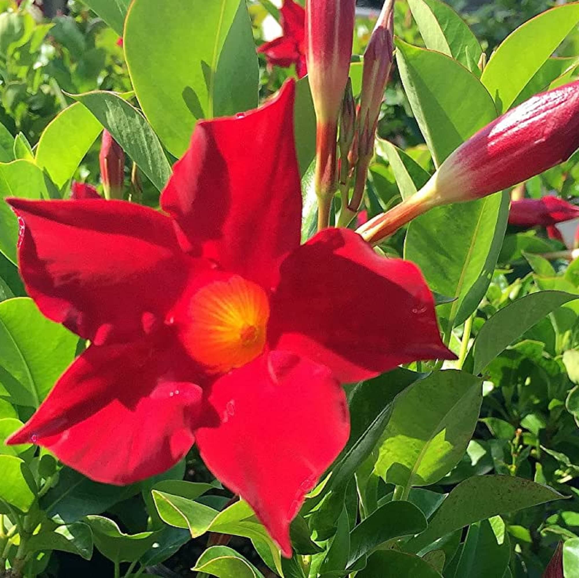 CHUXAY GARDEN Red Mandevilla Sanderi,Brazilian Jasmine Seed 100 Seeds Climbing Vines Plant Attract Butterflies and Bees Highly Fragrant Easy Cultivating
