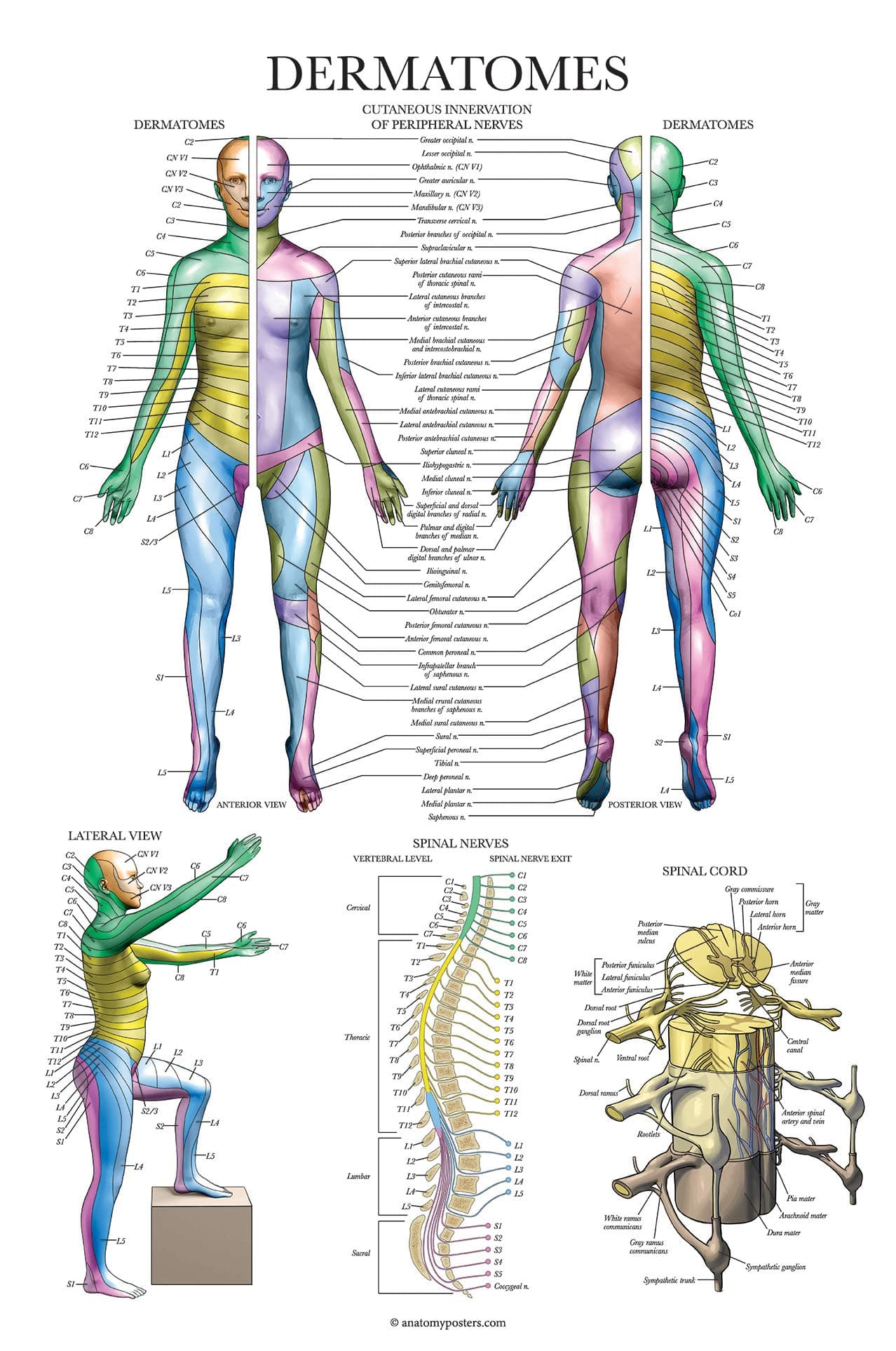 Dermatomes & Nervous System Anatomical Chart - Dermatomes Anatomy Poster