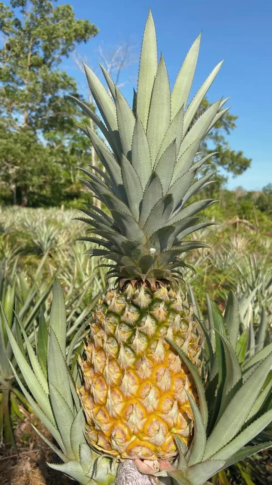 Kerala Grown Yellow Pineapple | Rare Hybrid Variety [Live Plant/Suckers] | Aromatic, Juiciest Tropical Fruit for Container Gardening (1 Rhizome For Planting)