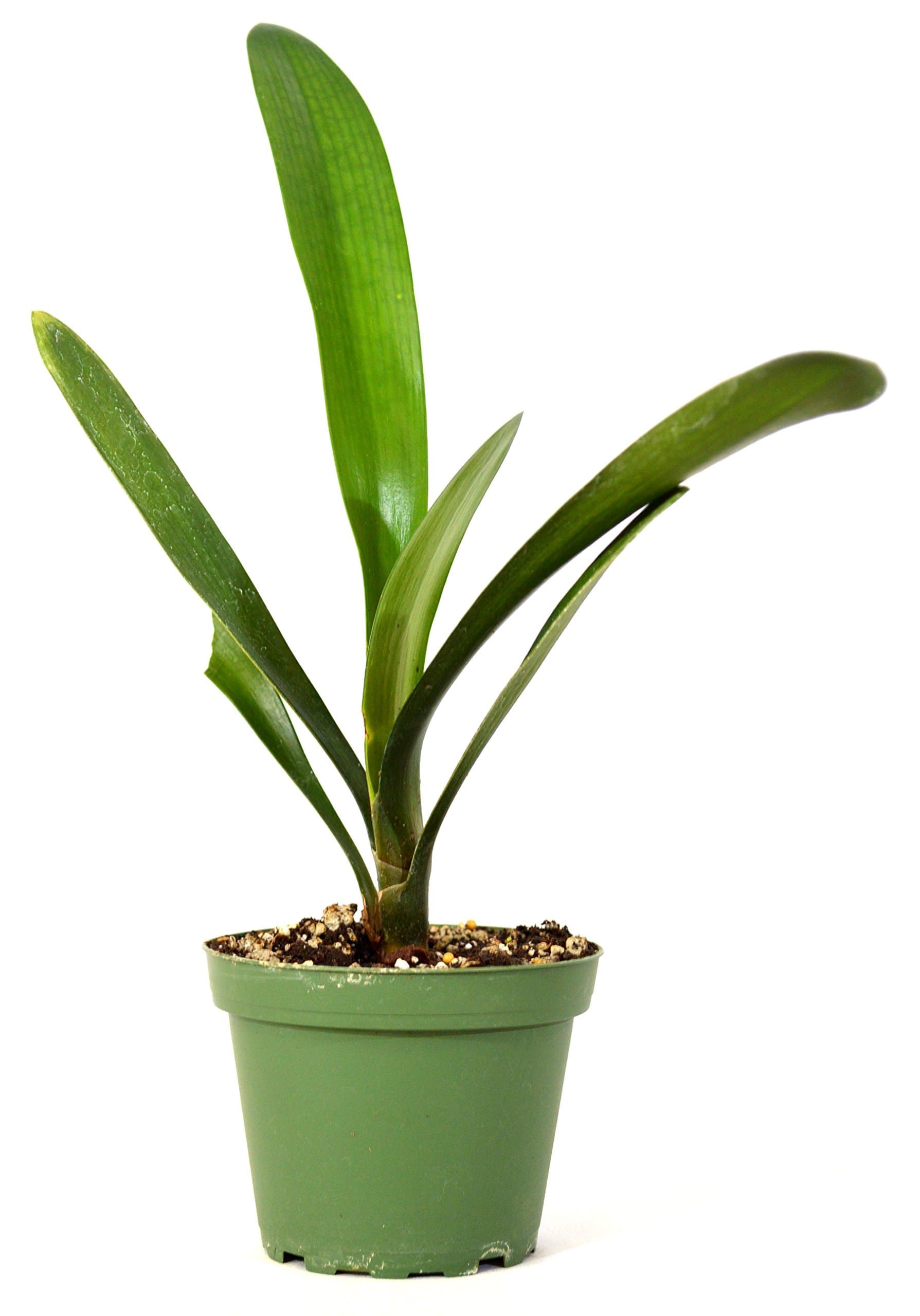 9GreenBox - Good Hope Clivia - 4" Pot