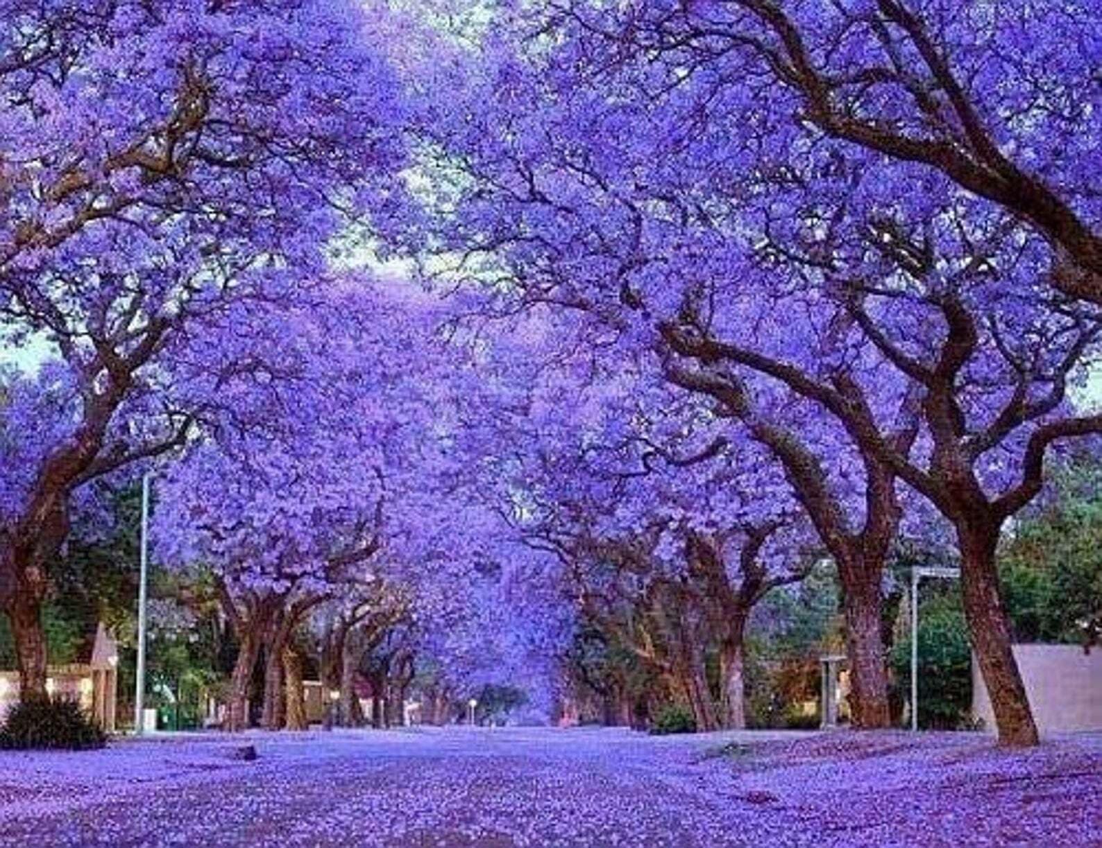 25 Purple Jacaranda Mimosifolia Seeds Perennial Tropical Tree Seeds