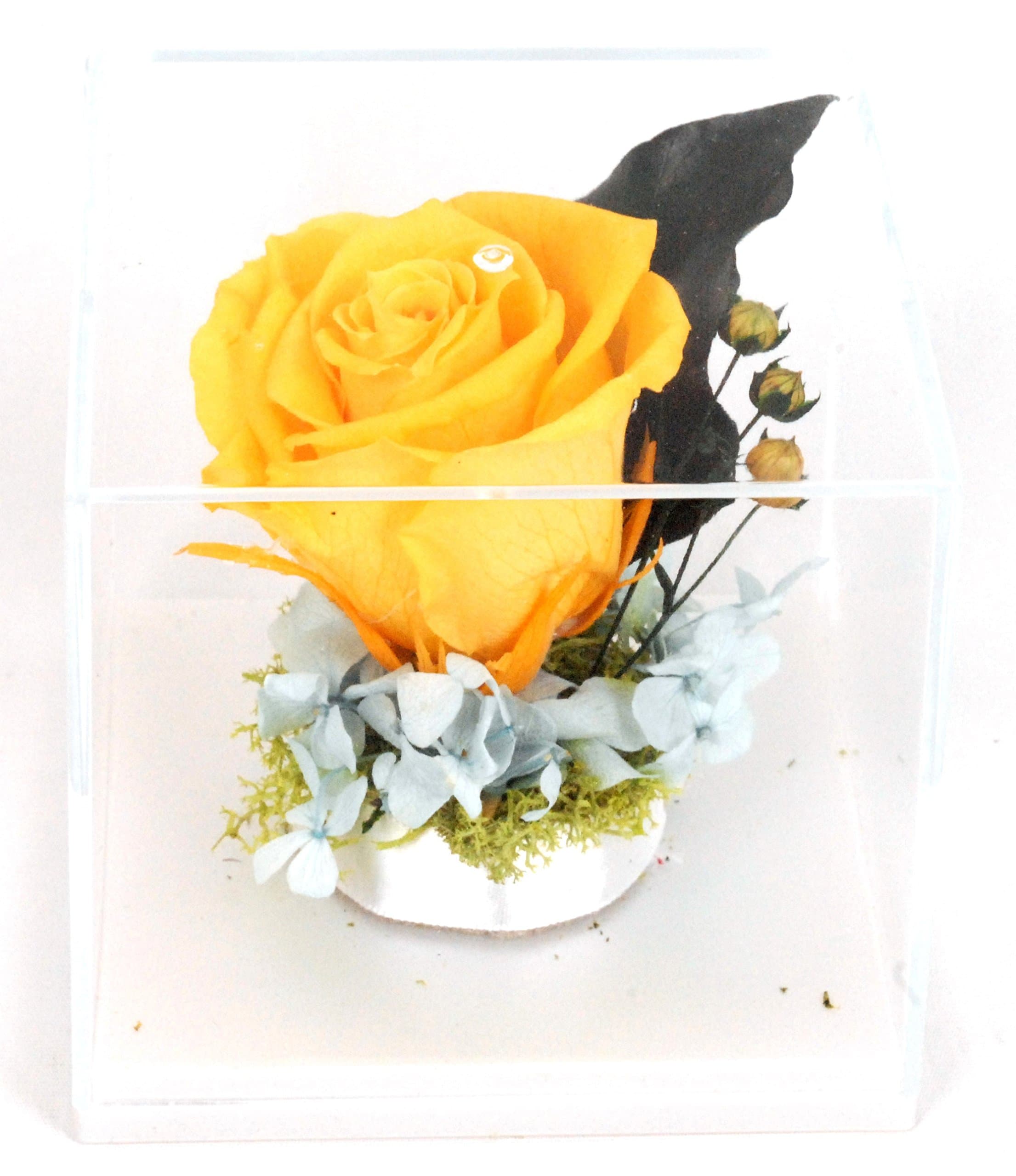 Natural Rose Preserved Flower in Durable Acrylic Big Square Case-YELLOW
