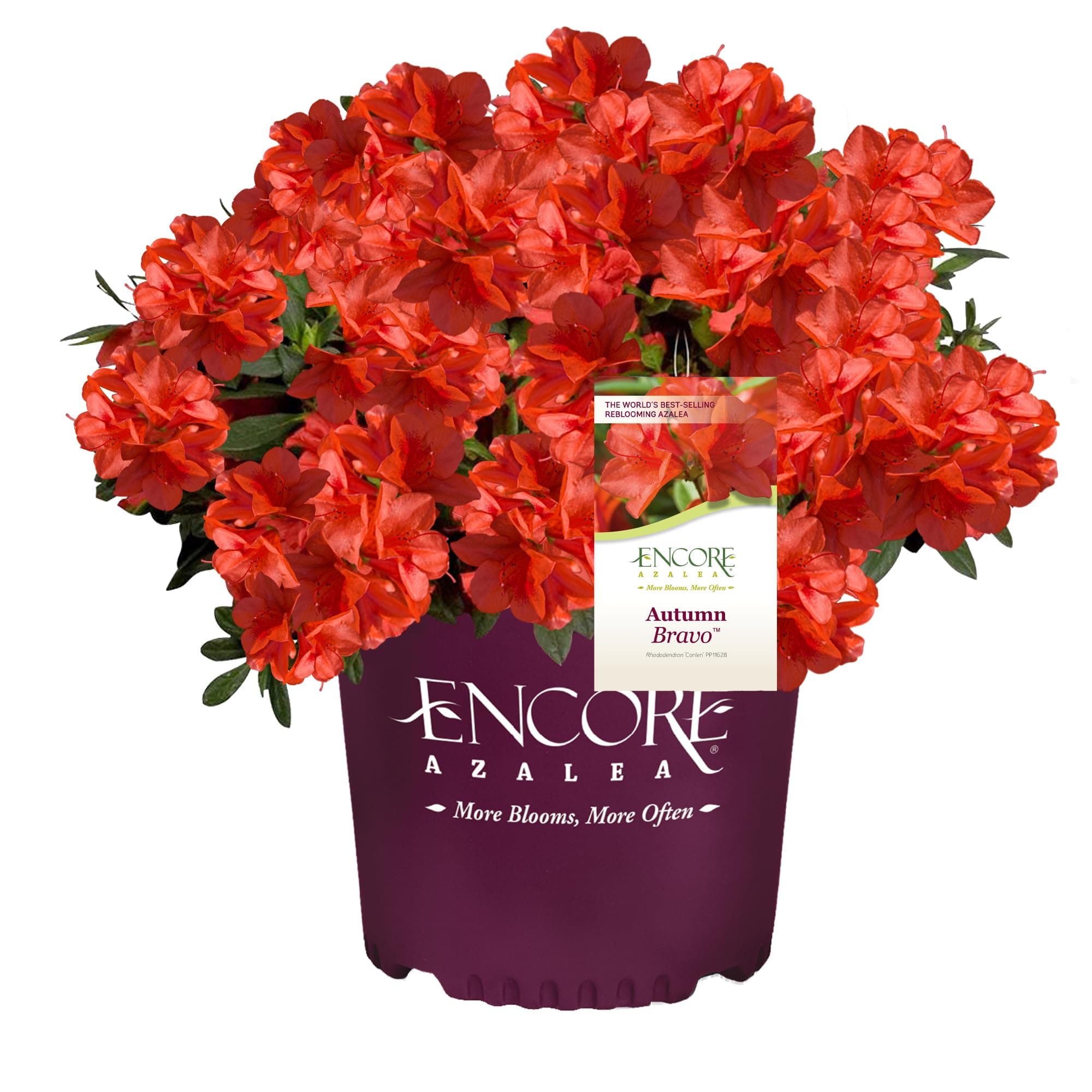 Encore Azalea Autumn Bravo Azalea 2 Gal, Red Blooms