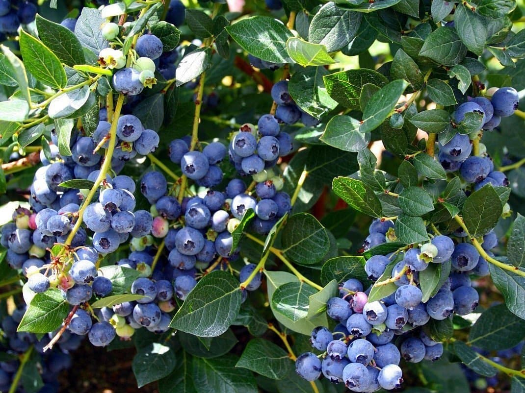 Rare Bush Blueberry Fruit, 1 Healthy Plant