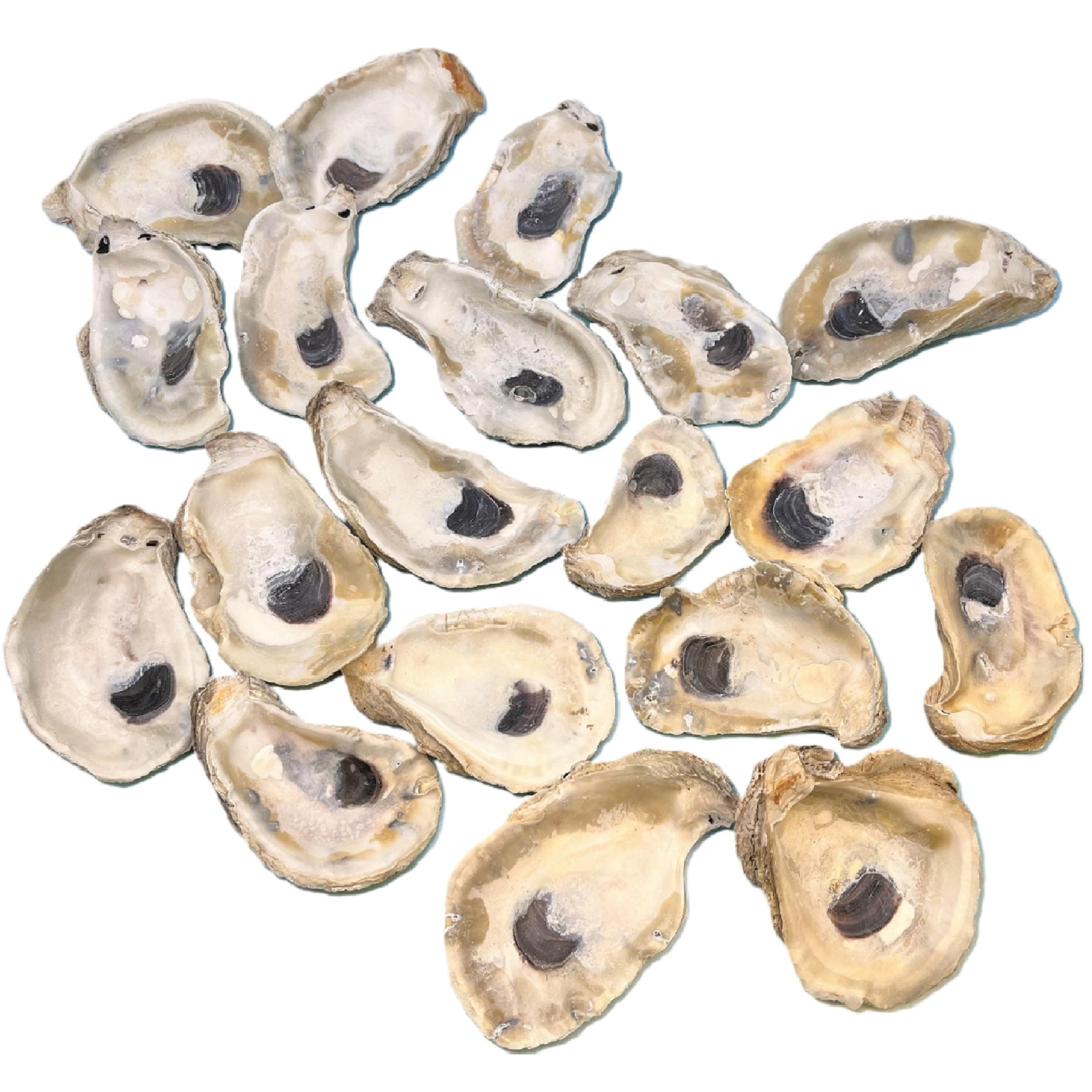 Tumbler Home Oyster Shells for Crafts, 20pcs, 4"- 5" Large Oyster Shells for Crafting, Decoupage, Christmas Ornaments, Wreaths, Weddings, Beach Décor, DIY Arts & Crafts. Bulk. Farmed in USA