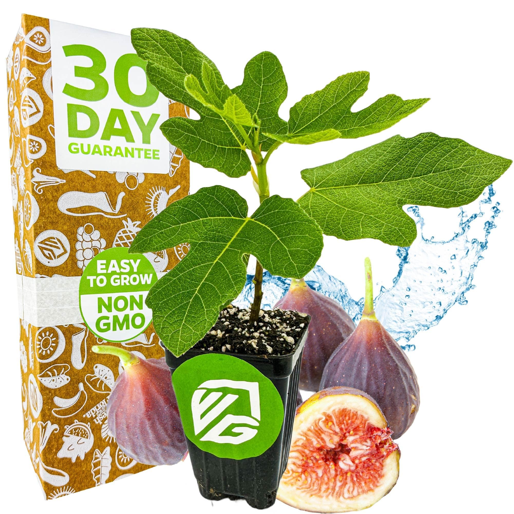 Chicago Hardy Fig Tree - Ficus carica by Wellspring Gardens - Hardy & Fruitful - Ideal for Gardens - Purple-Skinned Figs - Backyard Orchard - Edible Landscape Plant - Beginner Friendly Fruit Tree