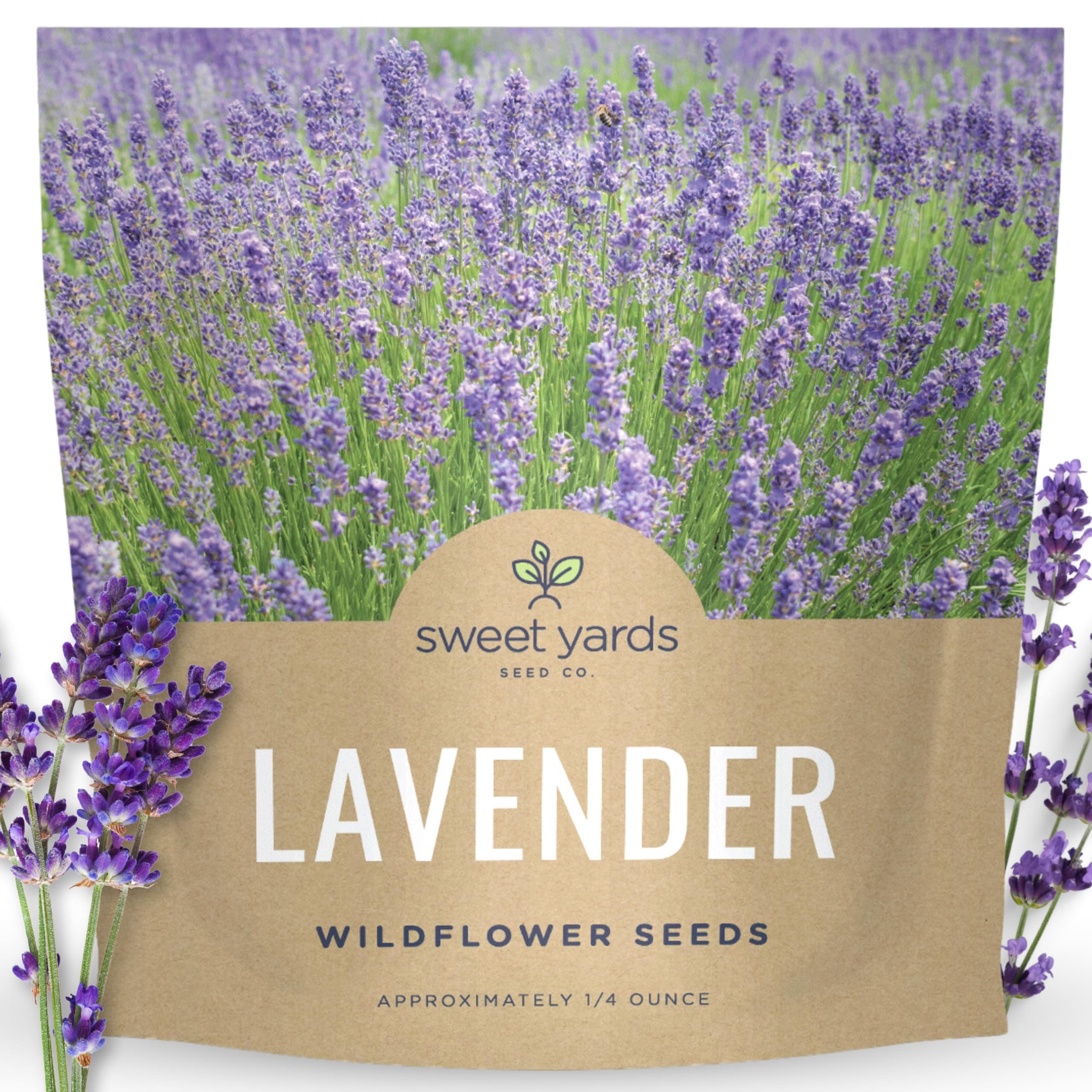 Lavender - Large 1/4 Ounce Packet - 7,000 Flower Seeds for Planting - Lavandula angustifolia