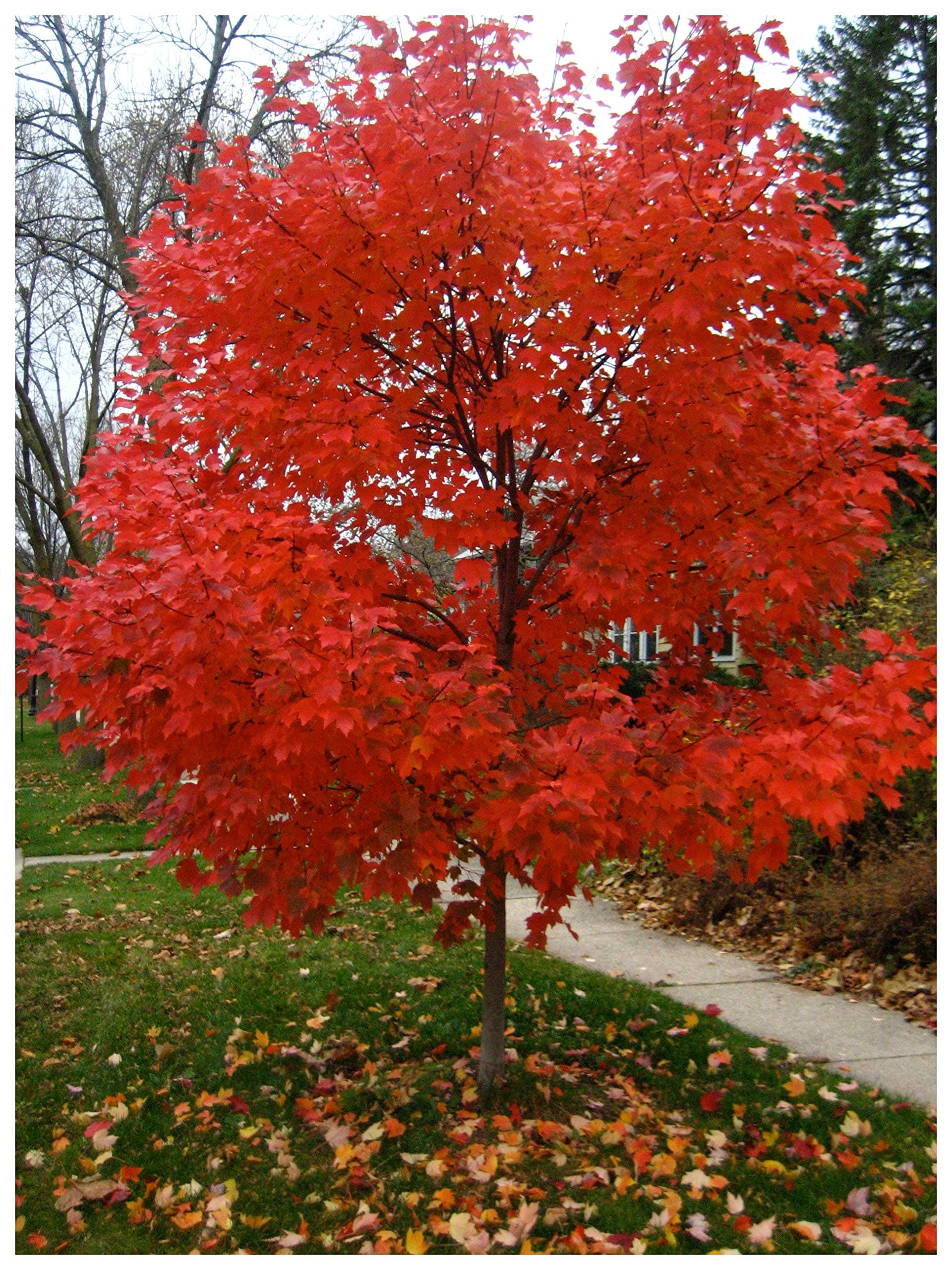 Autumn Blaze Red Maple Tree - Acer saccharinum - Heavy Established Roots - Two Gallon Potted - 1 Plant by Growers Solution