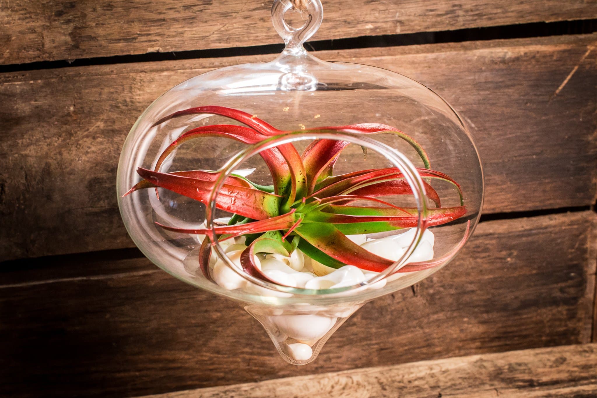 Hinterland Trading Air Plant Miniata Terrarium Kit Large Hanging Glass Stunner Teardrop with White Seashells